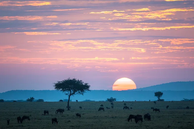 Sunset over an African savannah with grazing animals and scattered trees.