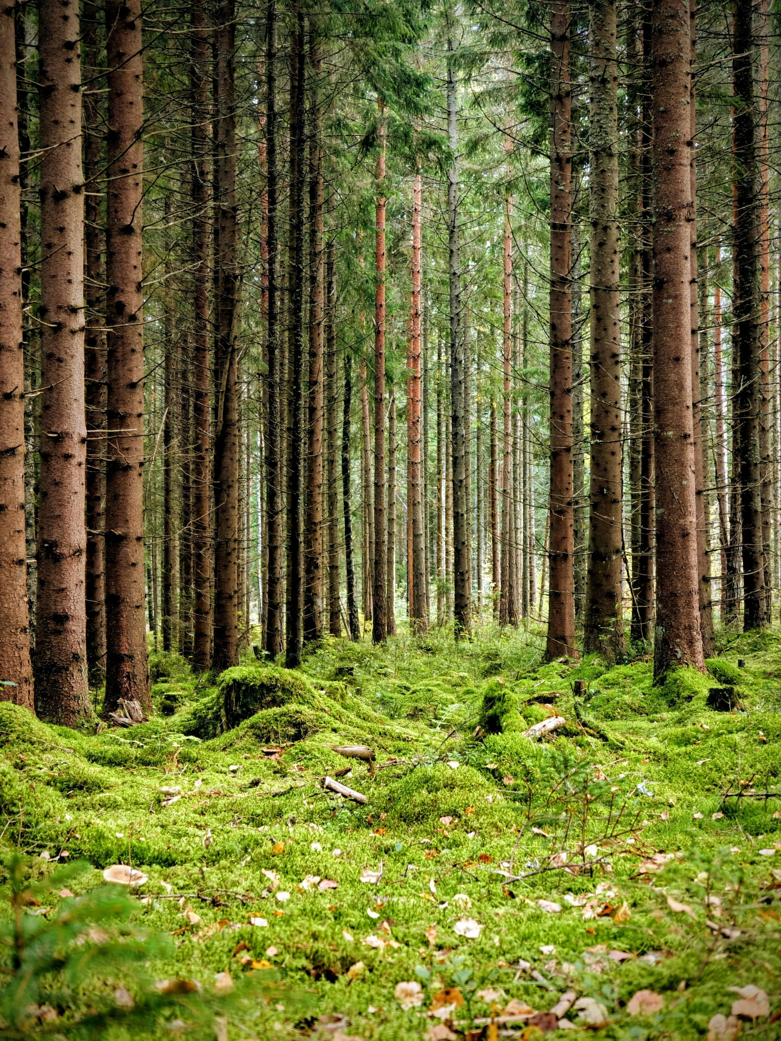 A dense forest with tall, skinny trees and a moss-covered forest floor.
