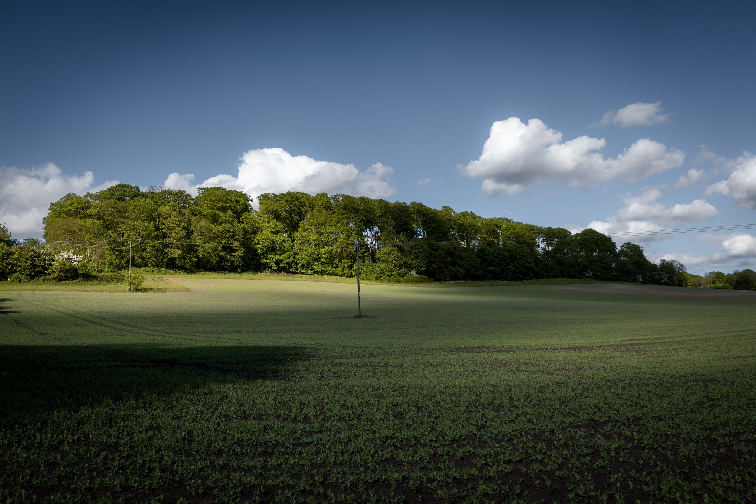 Mary Pannal Wood, named for, and said to be haunted by, a sixteenth-century cunning woman. Ledston, West Yorkshire.
