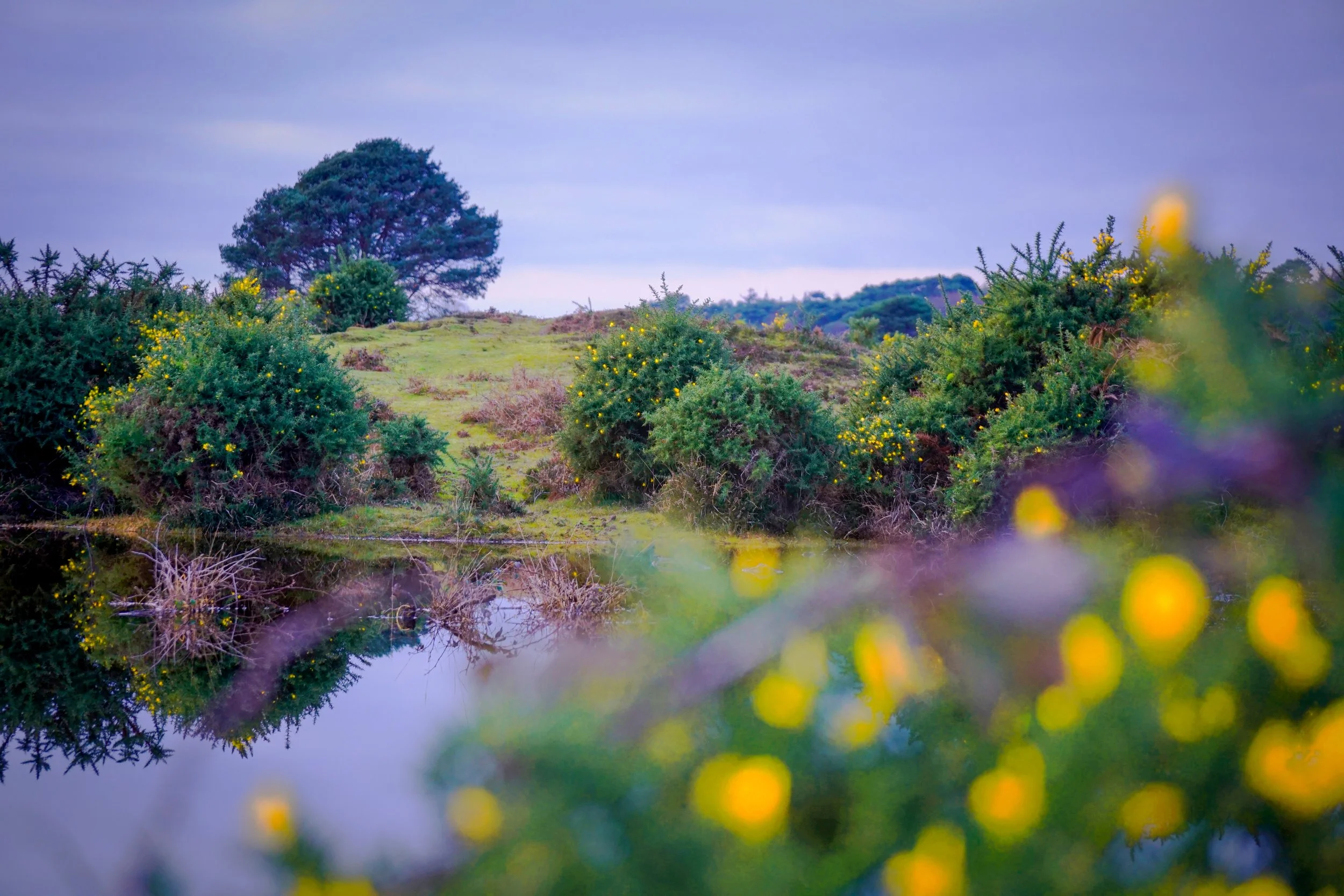 Cold Pixies Barrow in the New Forest, which has long been associated with mischievous fairies. Beaulieu, Hampshire.