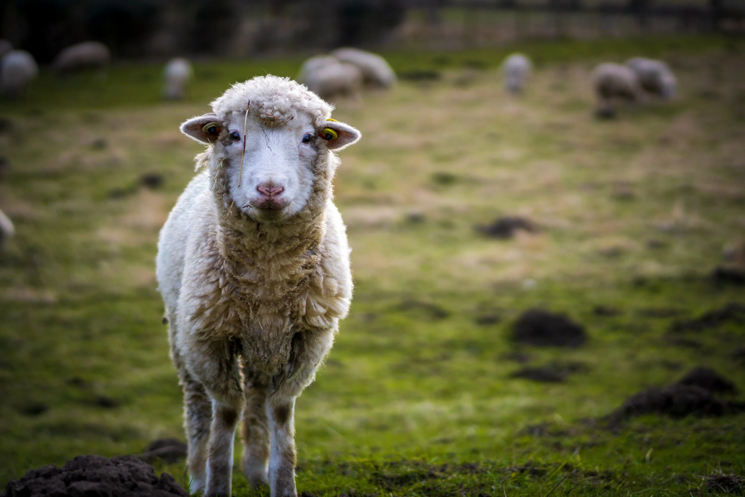 Ovine watcher. Aldborough, North Yorkshire.
