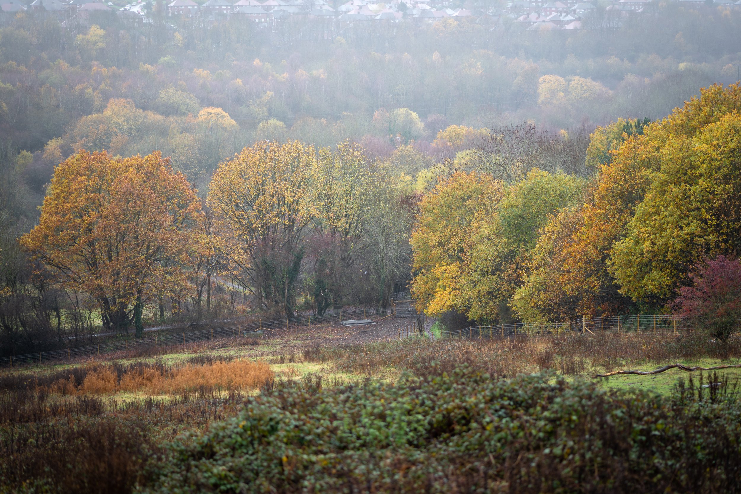 Sally Clark's Meadow, named for a nineteenth-century cunning woman whose cottage stood in the field. Woodhouse, Sheffield, South Yorkshire.