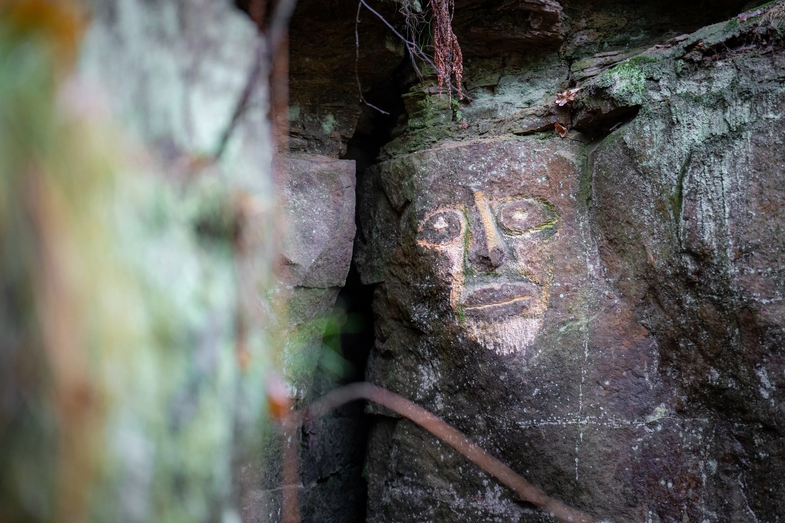 Storrs Wood, Cudworth, South Yorkshire.