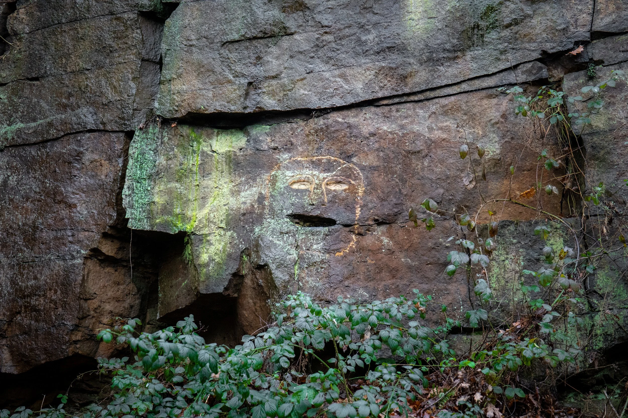 Storrs Wood, Cudworth, South Yorkshire.