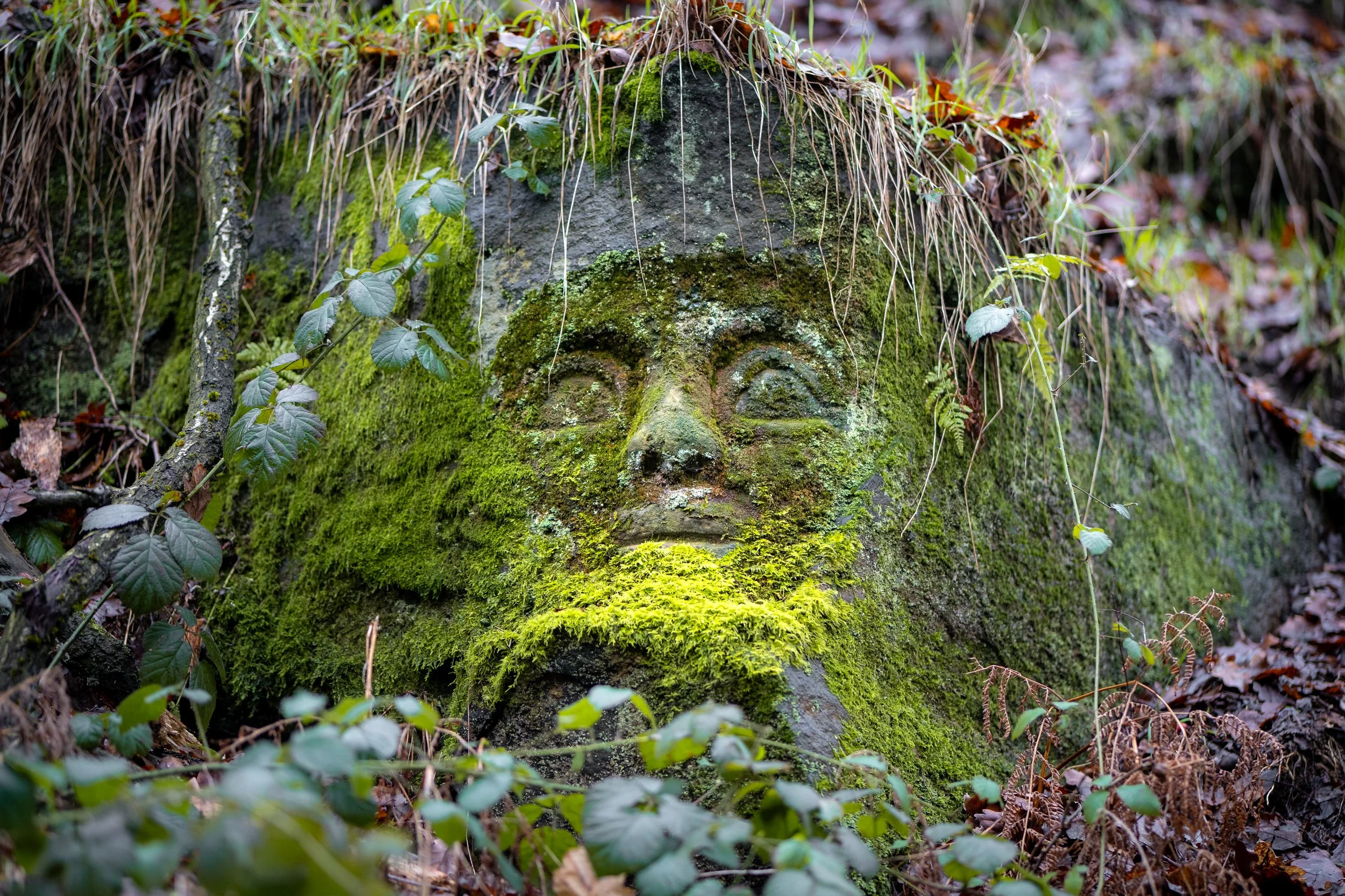 The Stone Faces of Storrs Wood