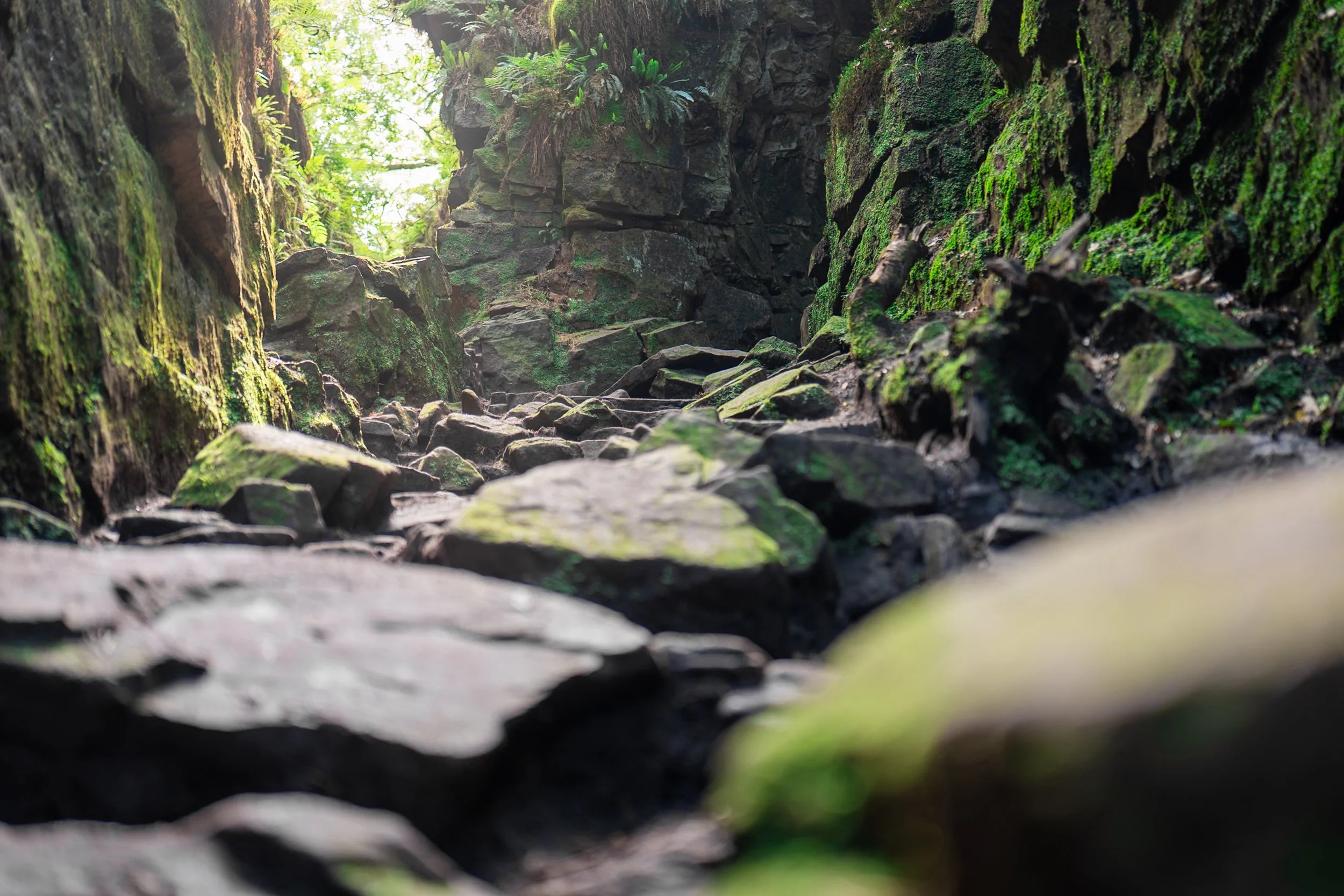 Lud's Church, home to a clan of fairies, and site of clandestine religious gatherings. Gradbach, Staffordshire.