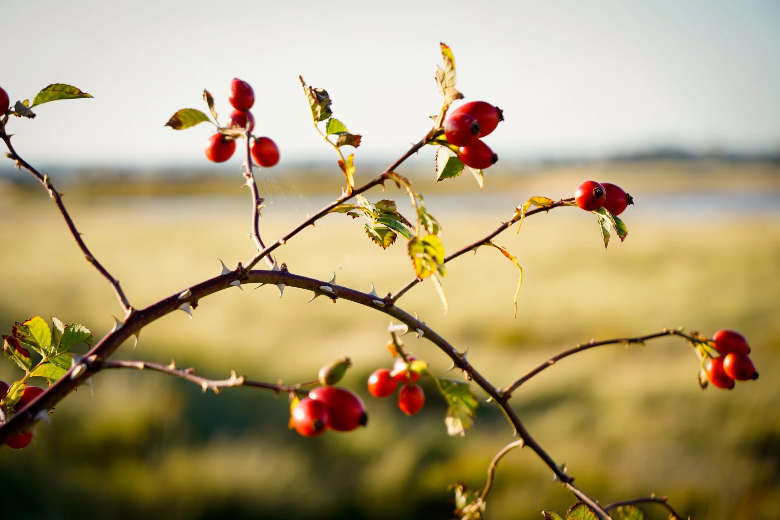 Rosehips in witch country. St Osyth, Essex.