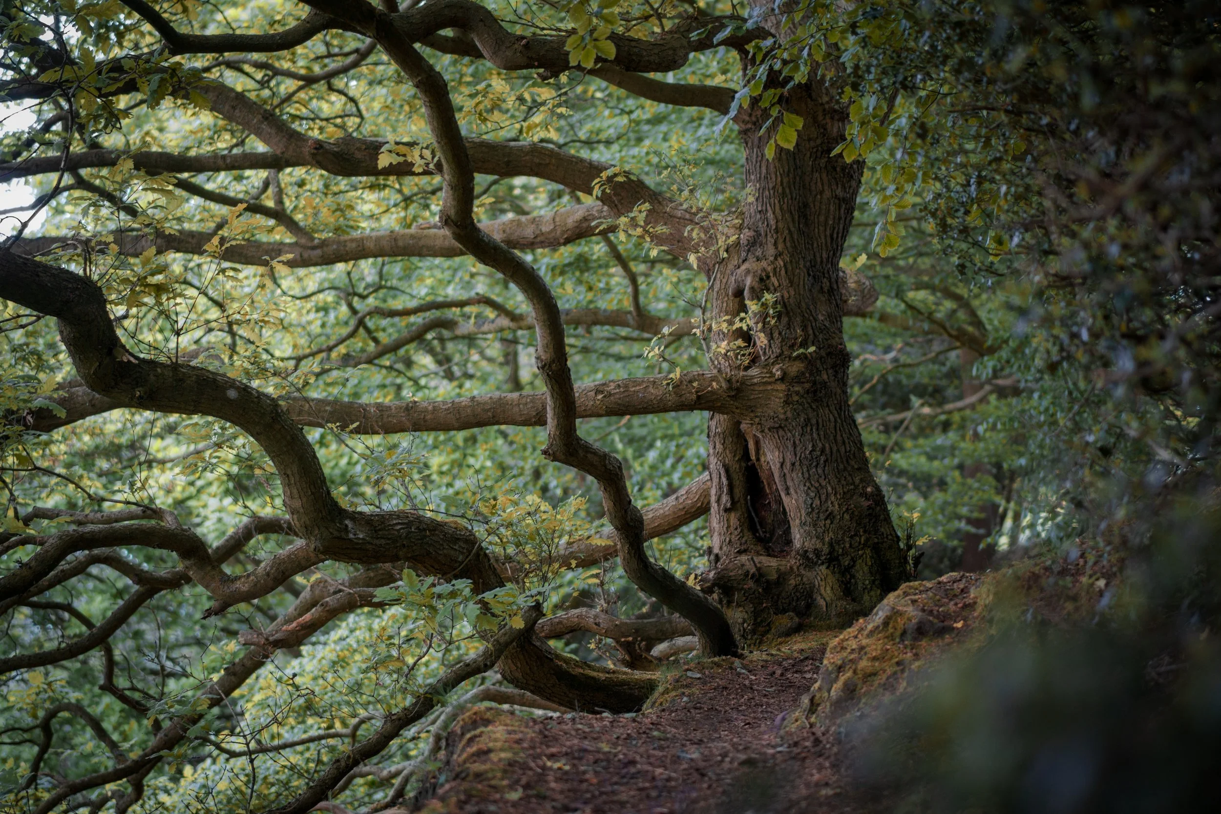 Blackbrook Wood, Sheffield, South Yorkshire.