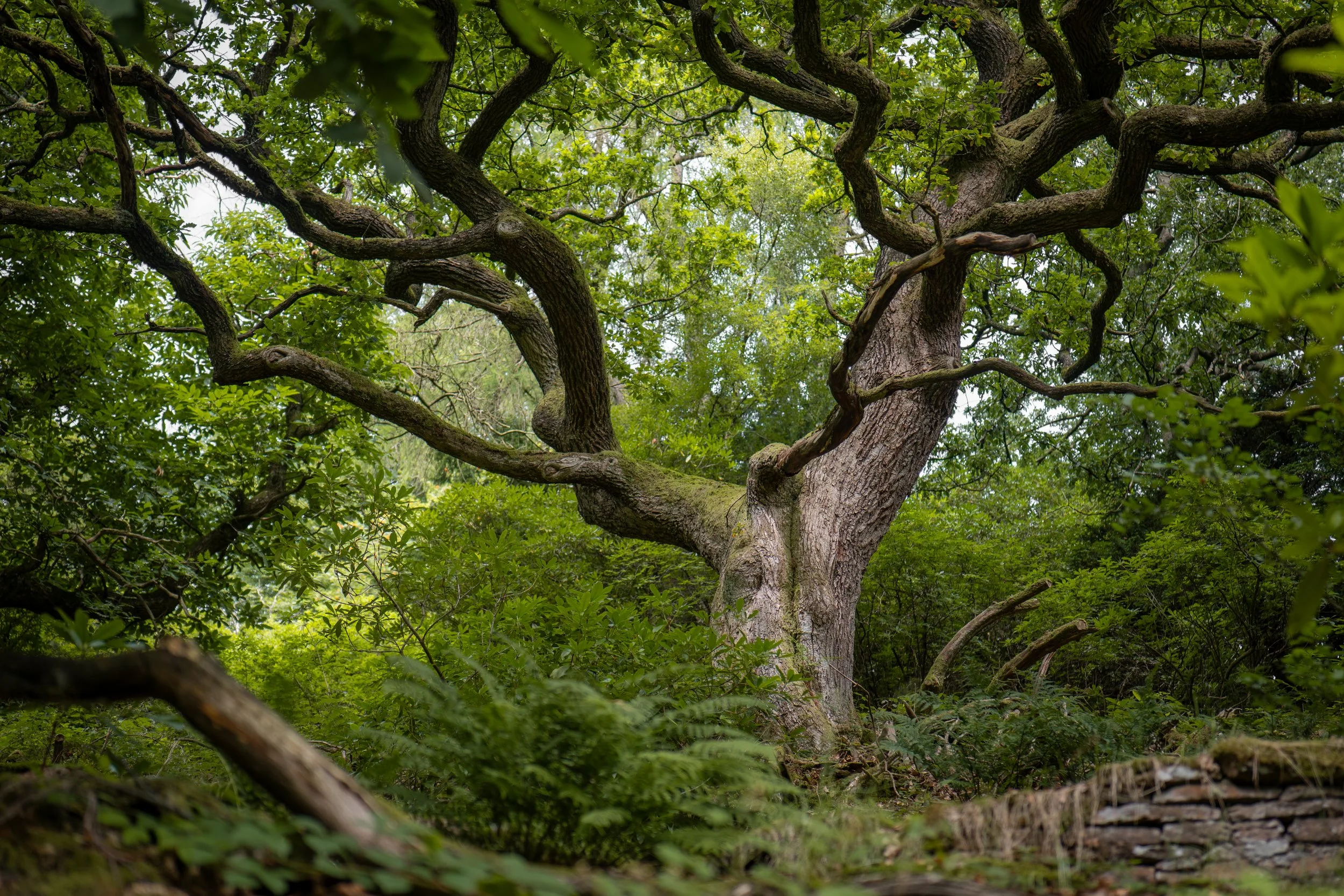 Goyt Valley, Staffordshire.