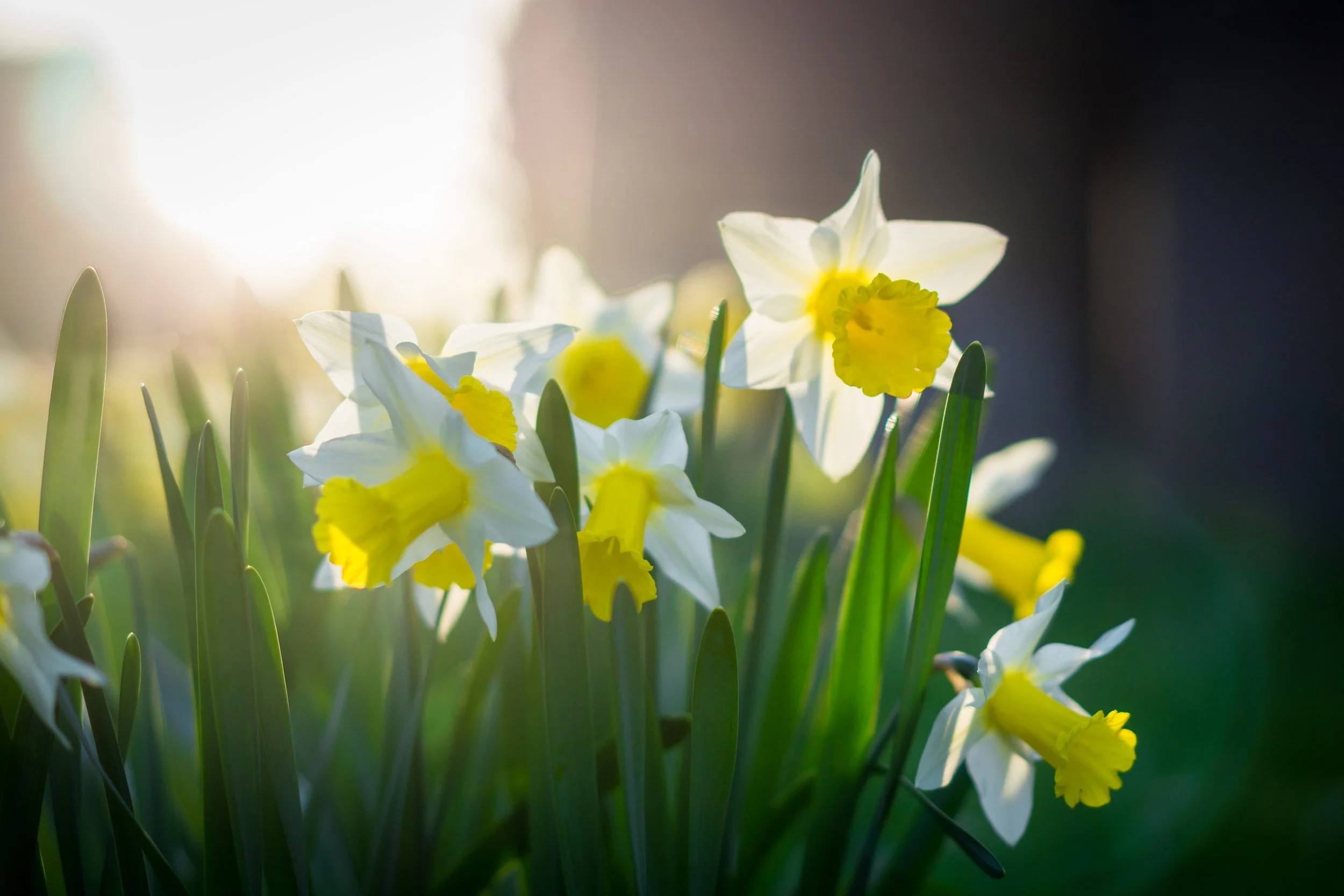 Graveyard daffodils. St Andrew, Aldborough, North Yorkshire.