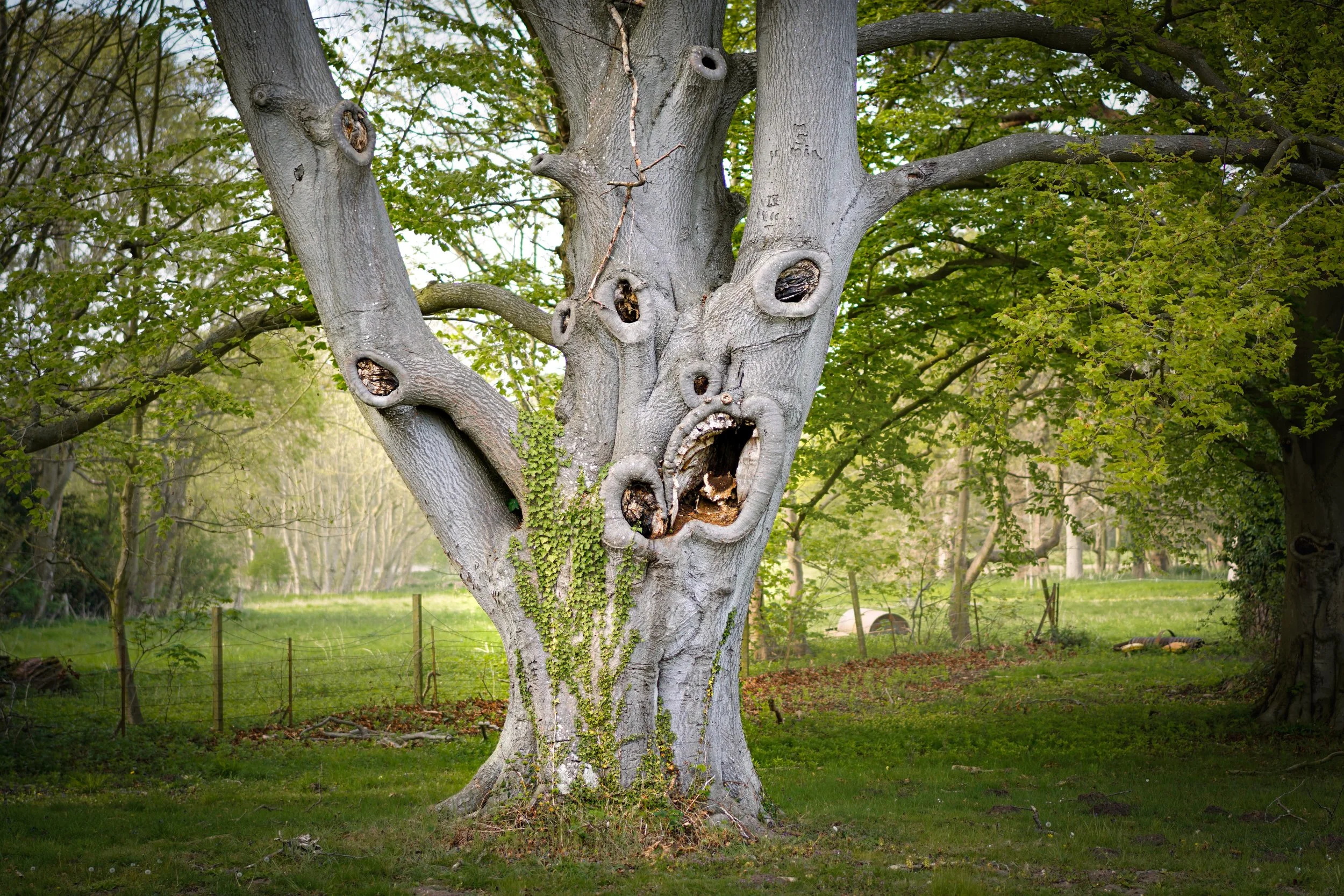 Horror tree. Stowlangtoft, Suffolk.