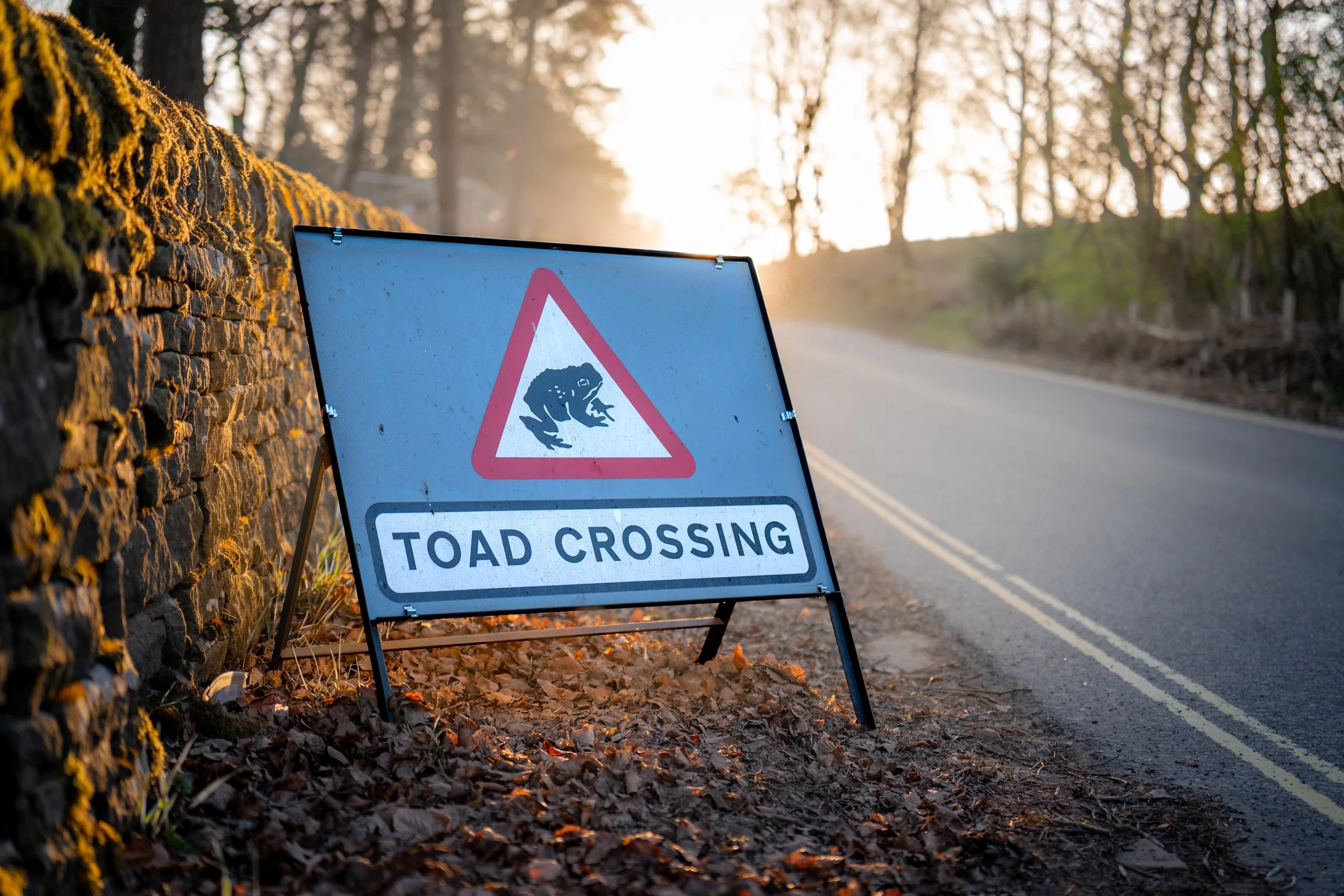 Give way to toads. Sheffield, South Yorkshire.