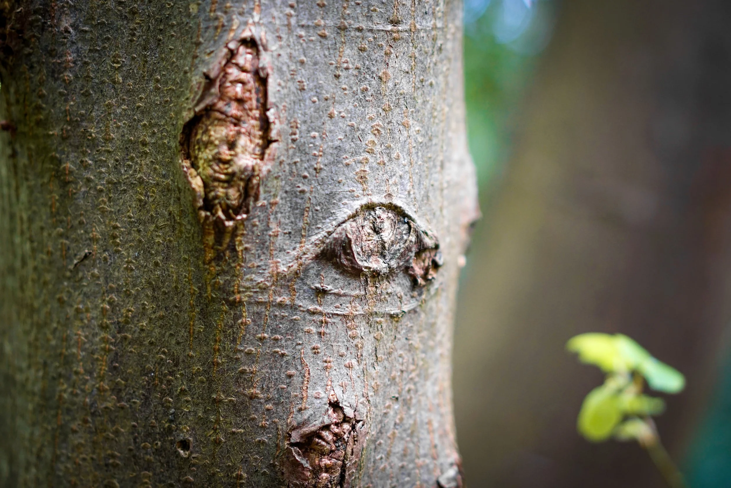 At Mother Ludlam's Cave the trees have eyes. Farnham, Surrey.