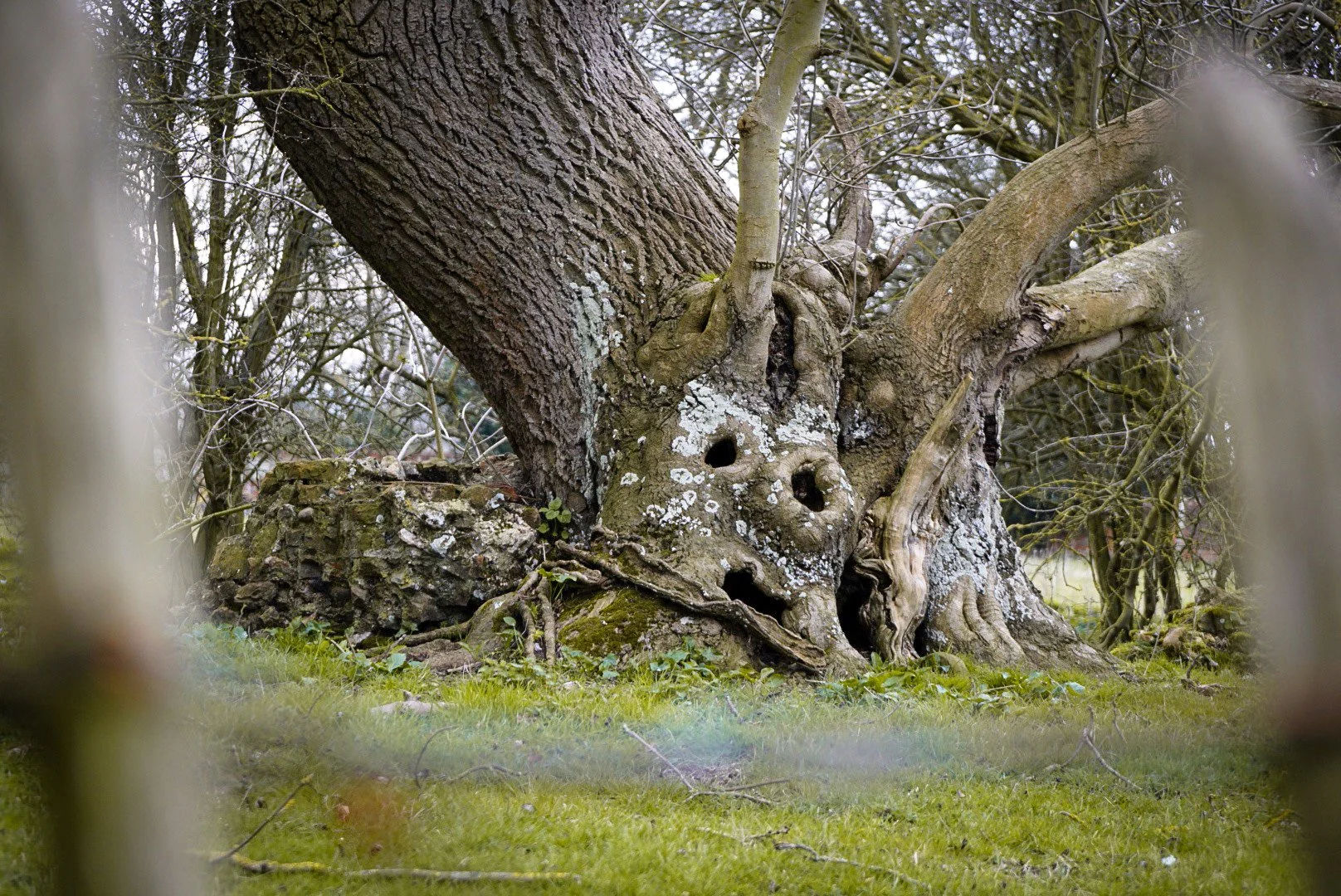 A tree with a face sprouts from the graveyard where self-styled Witchfinder General Matthew Hopkins – who died of suspected tuberculosis in 1647 – is interred. St Mary, Mistley, Essex.
