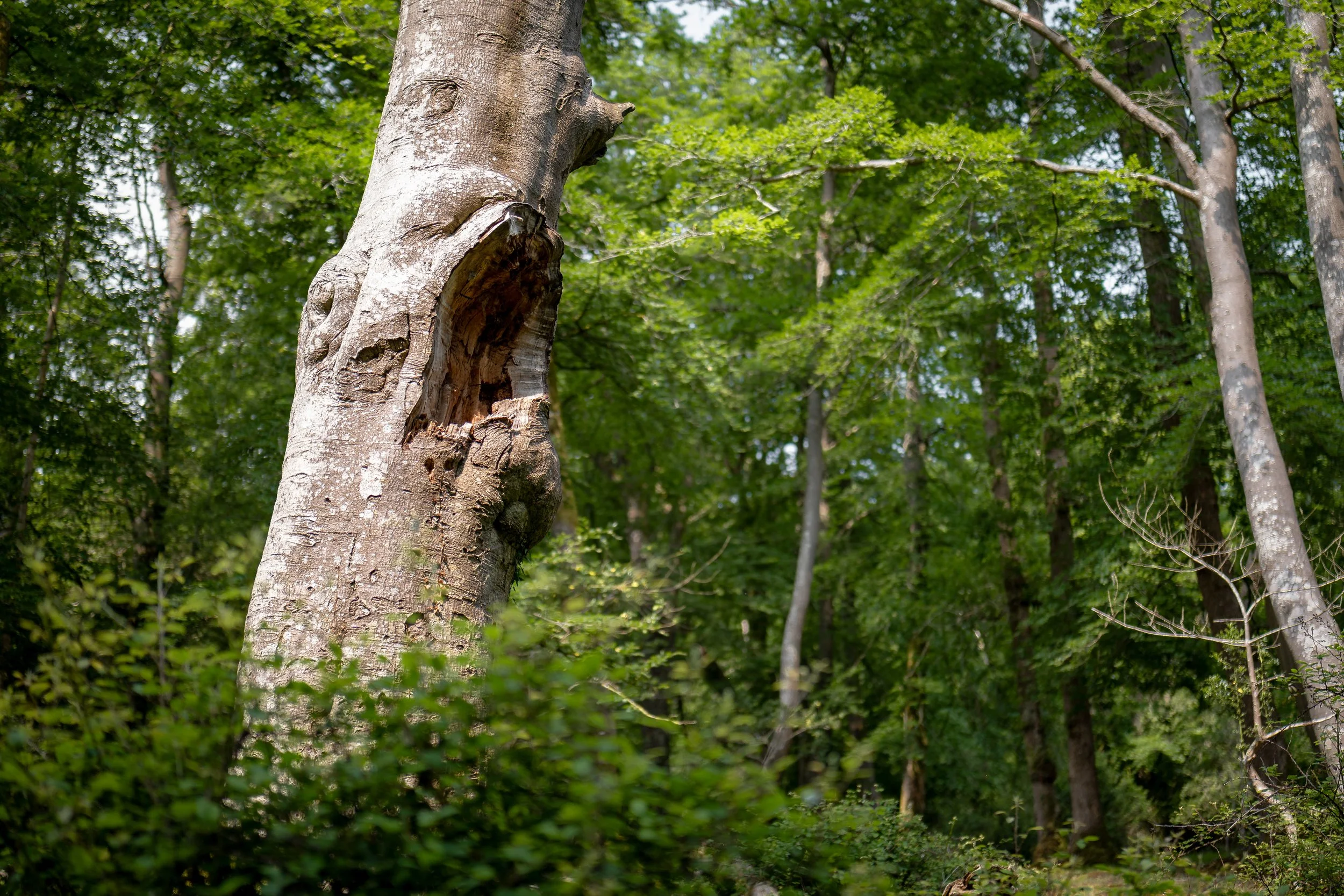 Horror tree. Lyndhurst, Hampshire.