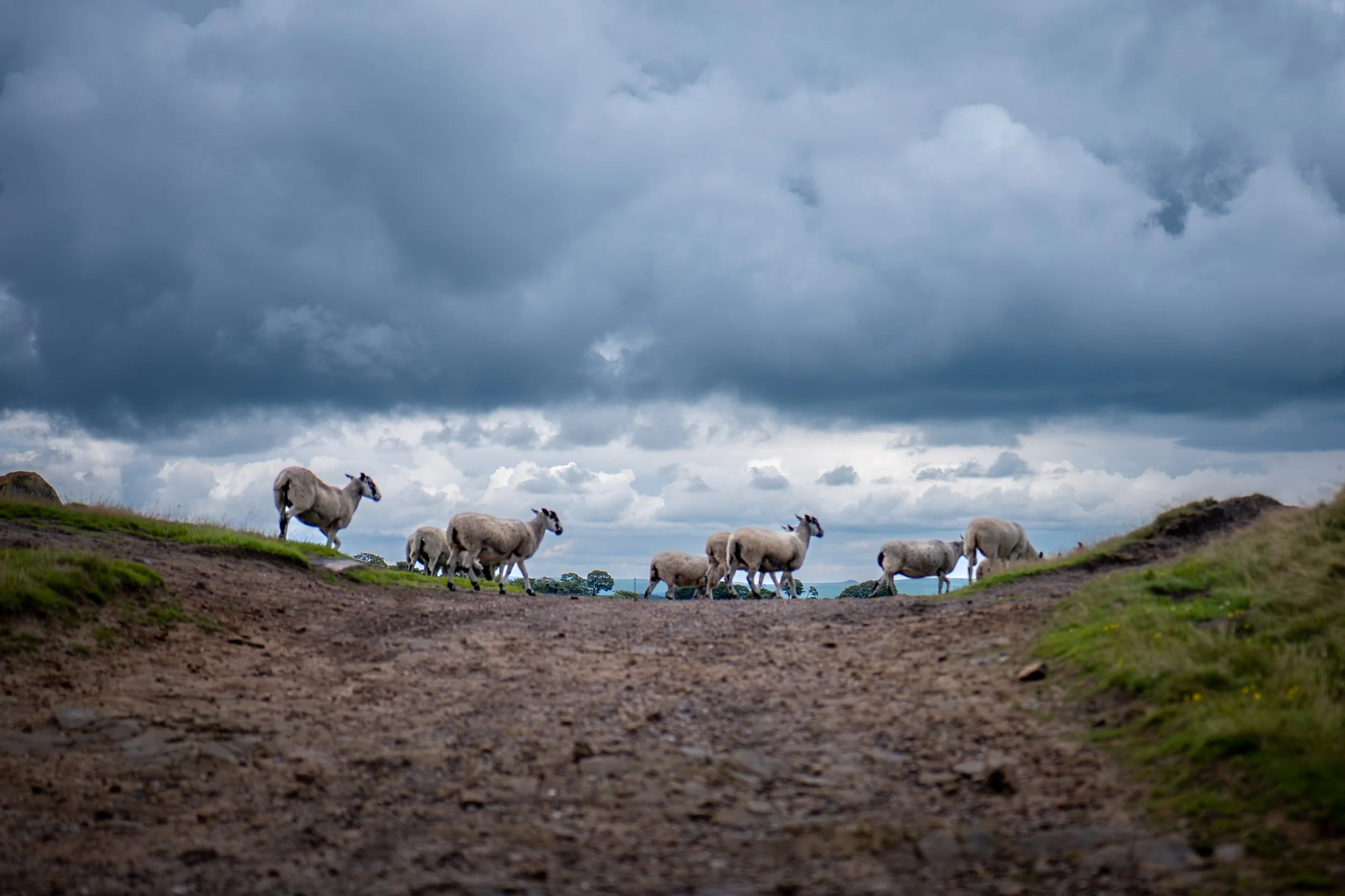 Sheep crossing. Raven's Low, Buxton, Derbyshire.