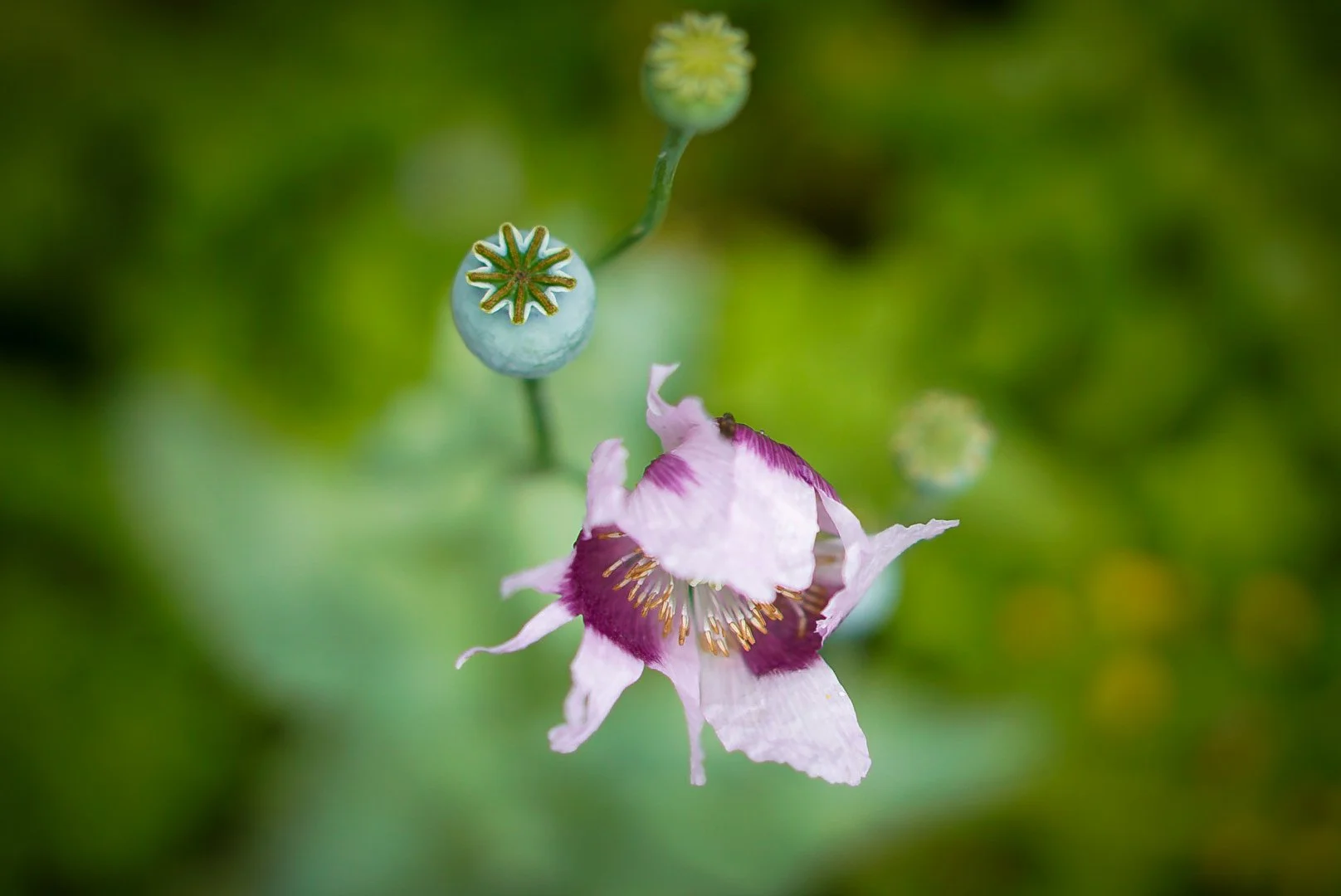 Opium poppy. Petersfield Physic Garden, Hampshire.