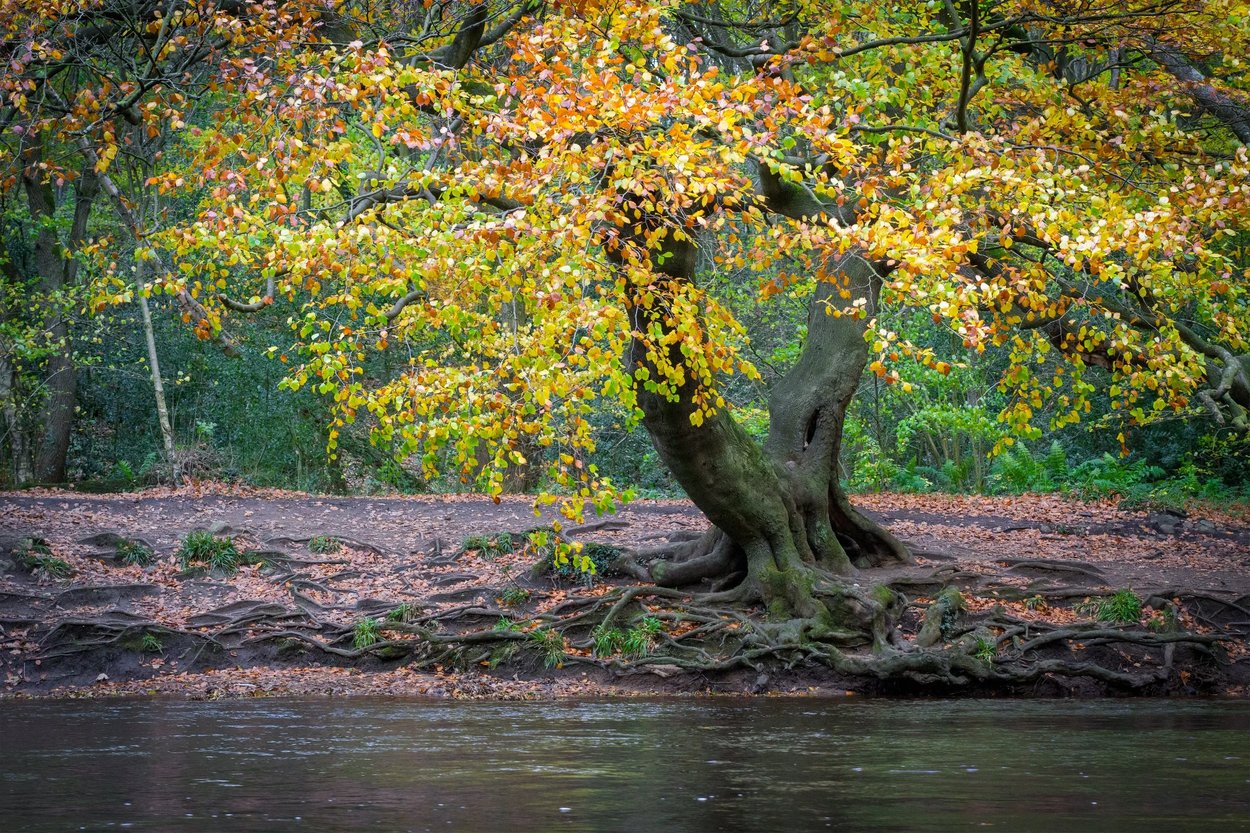 Nidd Gorge, Knaresborough, North Yorkshire.