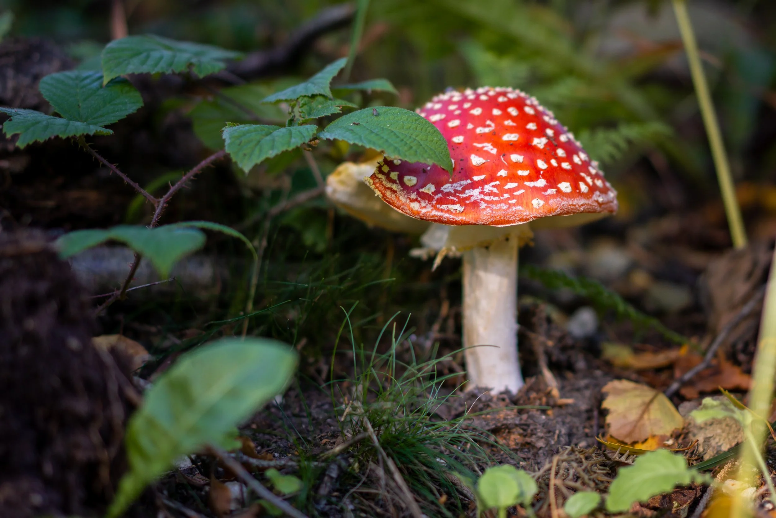 Yearsley Woods, North Yorkshire.