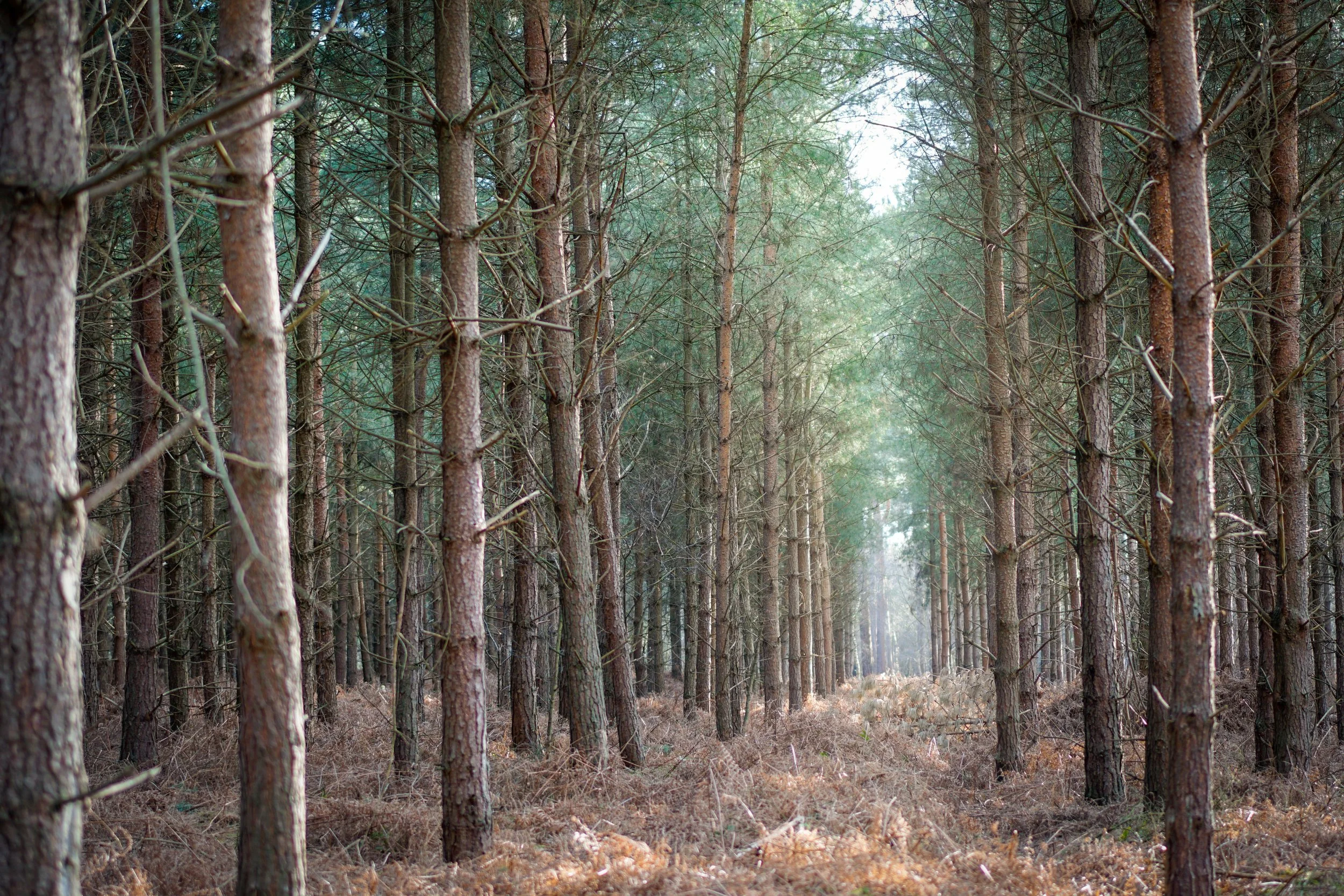 Thetford Forest, Norfolk.
