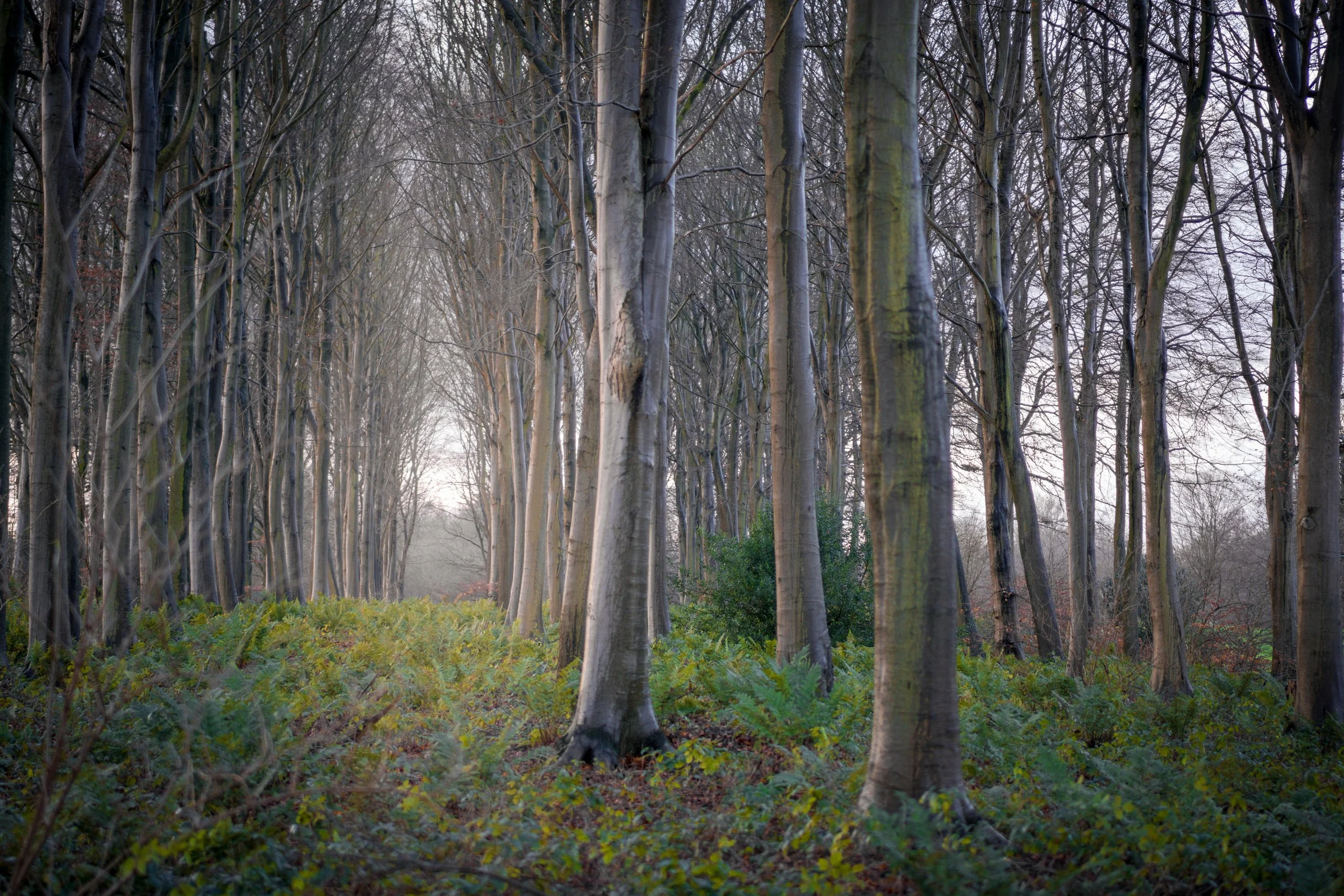 Yearsley Woods, North Yorkshire.