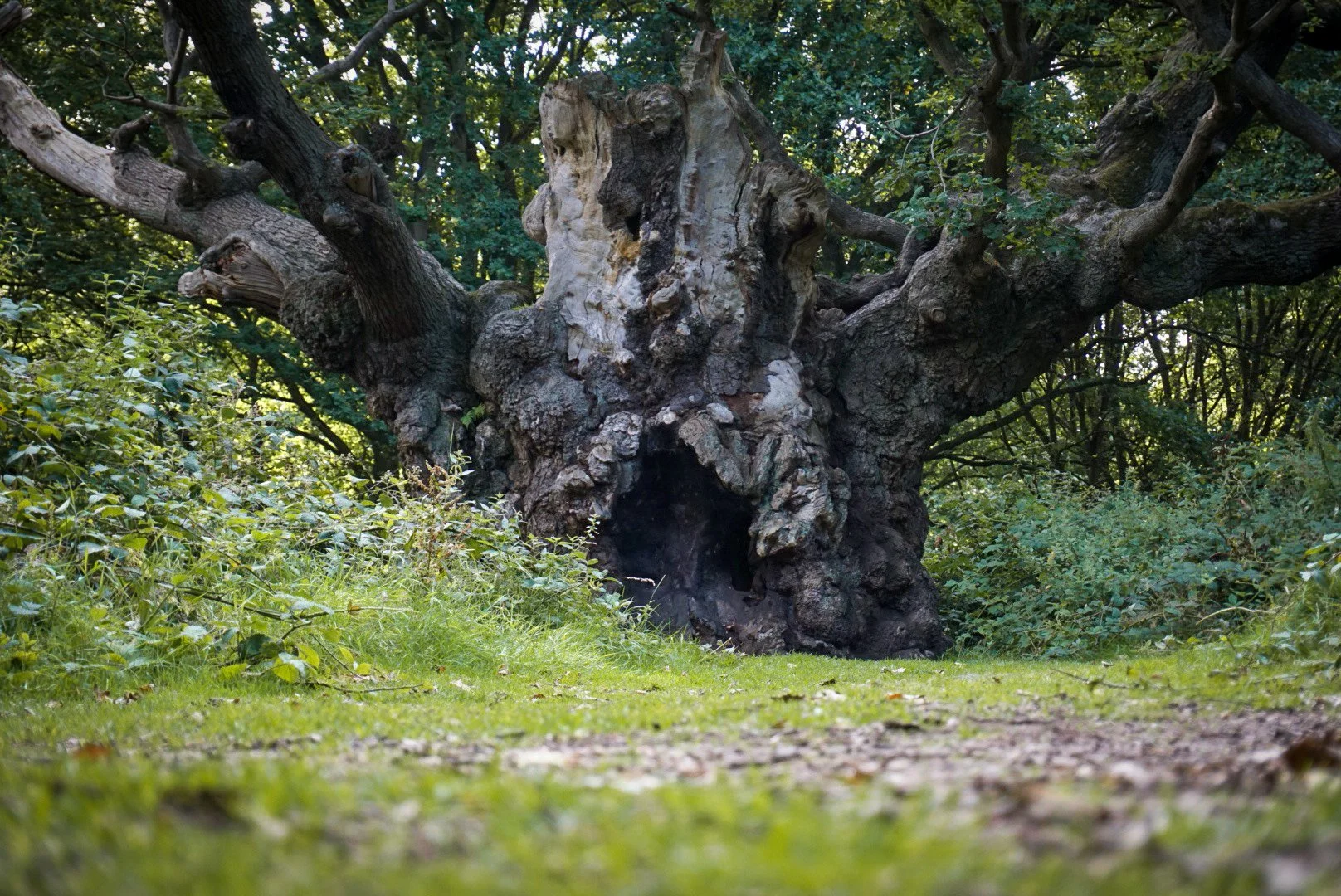 'Old Knobbley', an ancient oak in which local women hunted by self-styled Witchfinder General Matthew Hopkins are said to have hidden. Furze Hill Woods, Mistley, Essex.