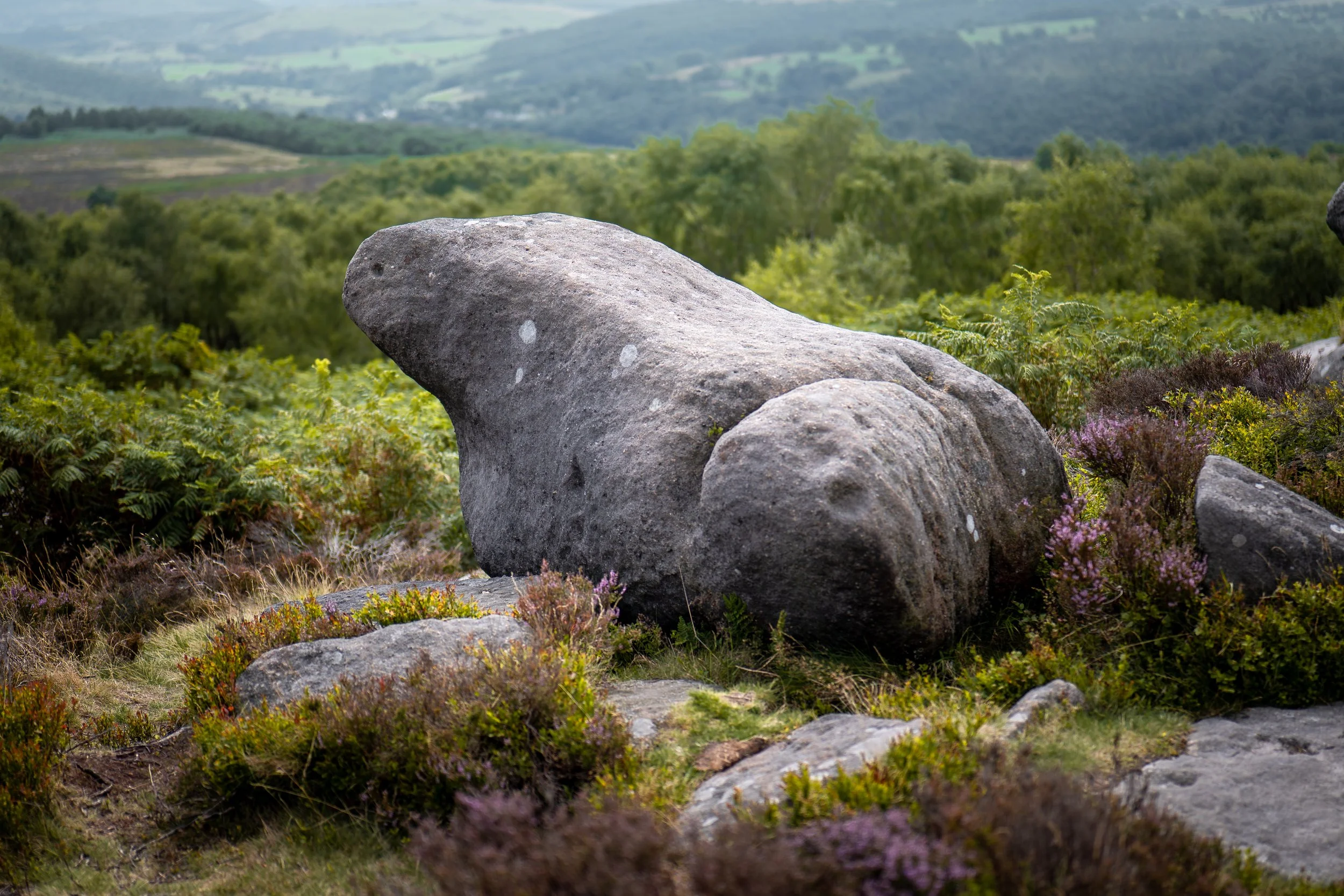 Toad stone. Millstone Edge, Derbyshire.