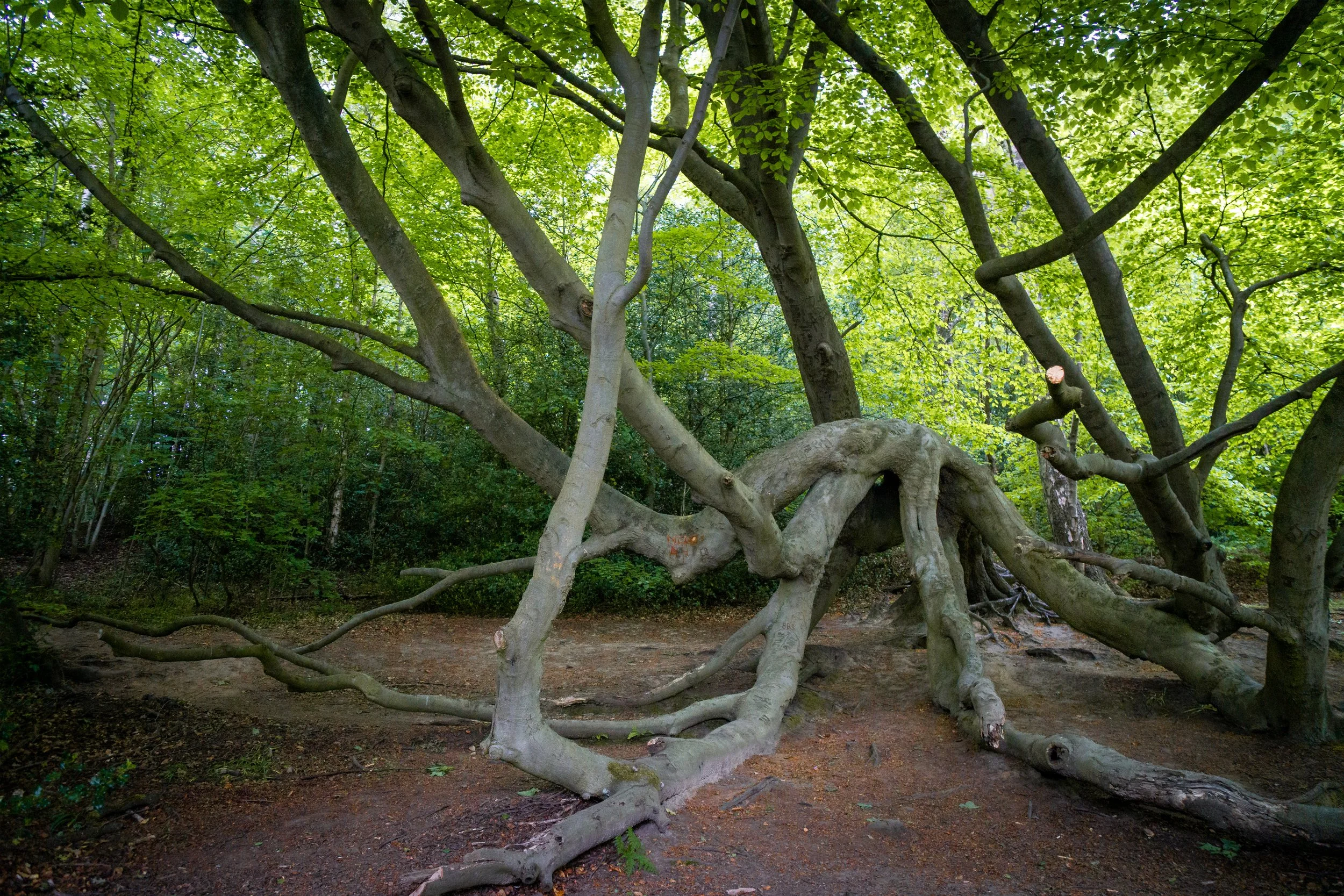 Octopus tree. Gormire Lake, North Yorkshire.
