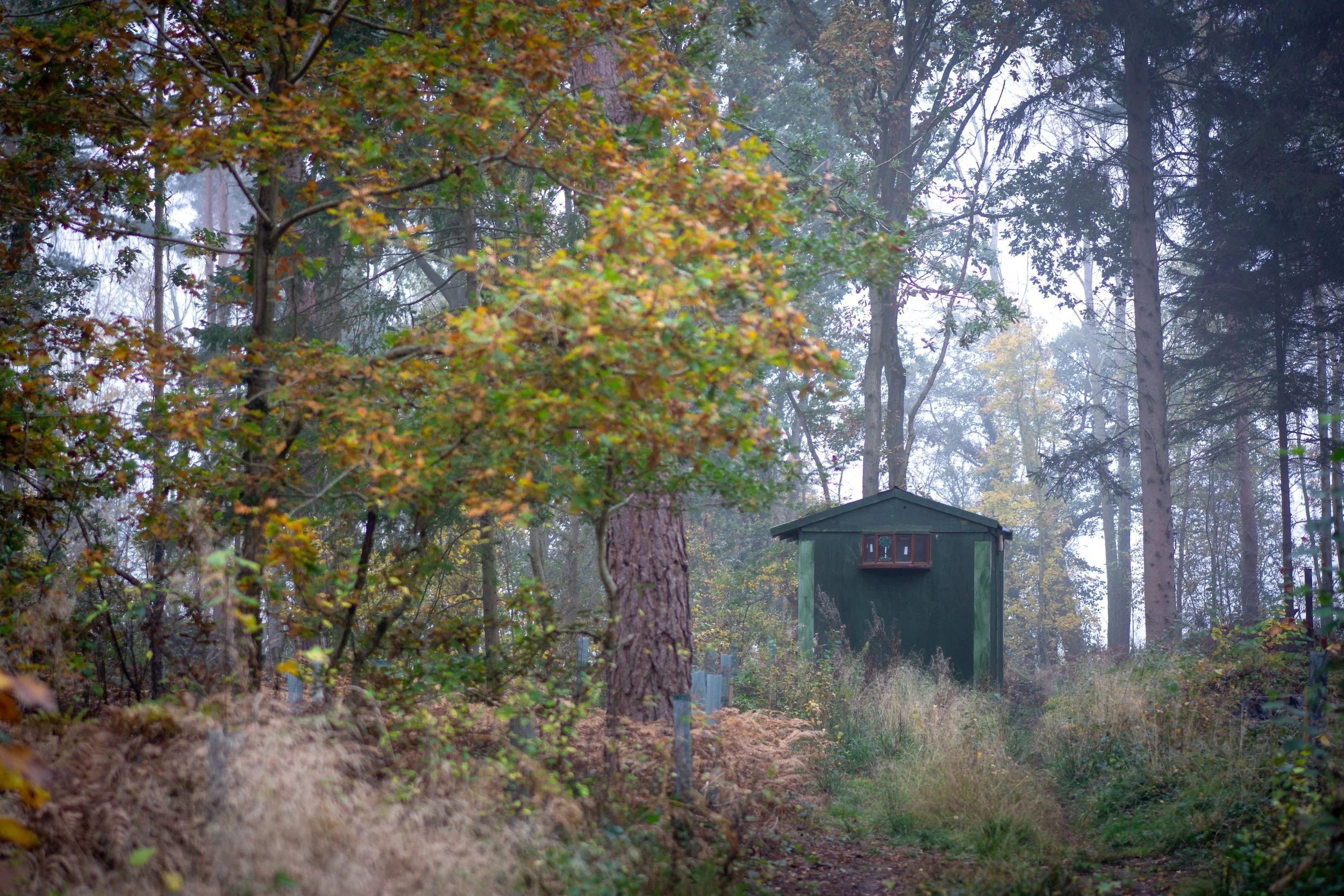 Brafferton Spring Wood, North Yorkshire.