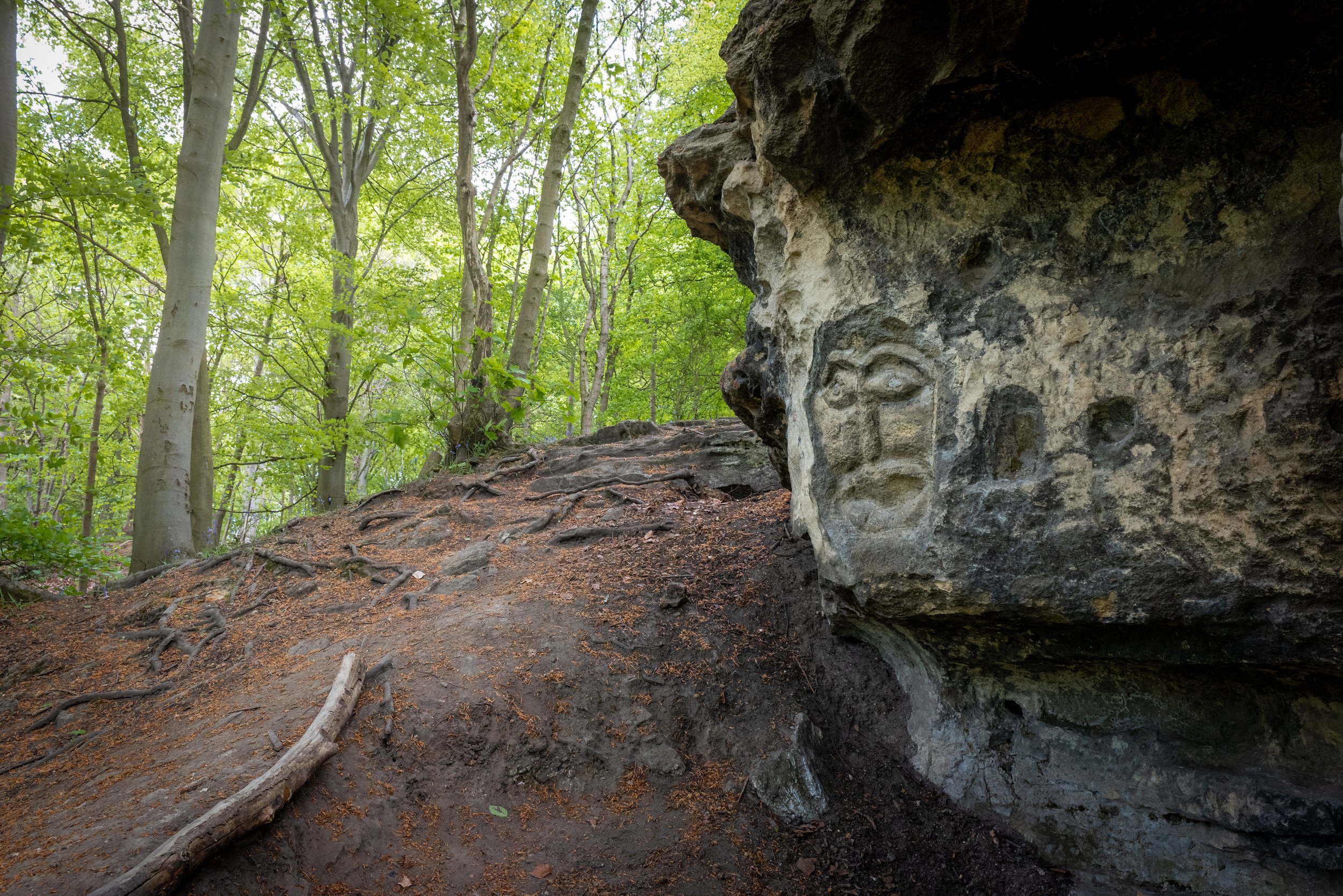 Face in the forest. Back Newton Wood, West Yorkshire.