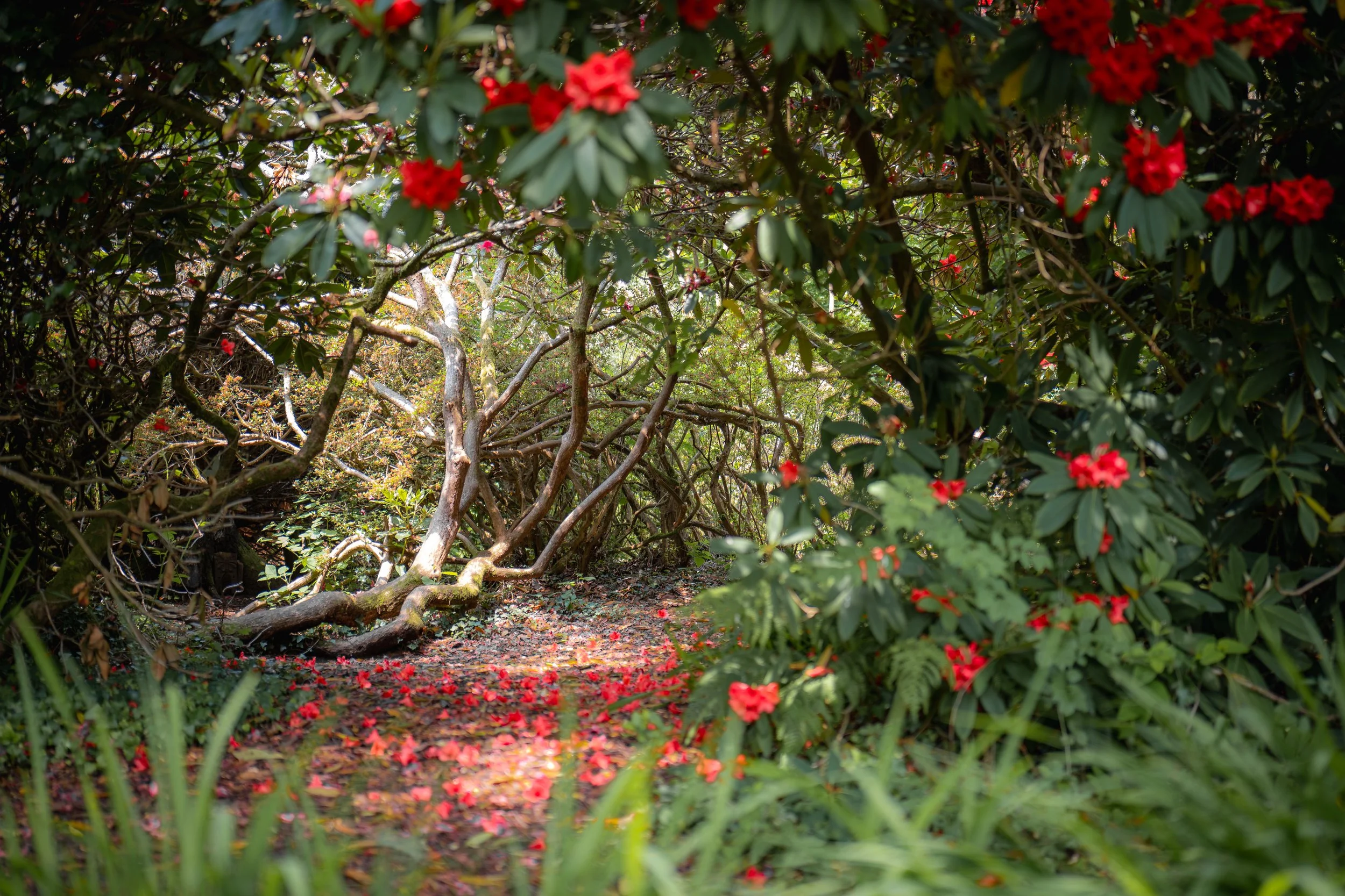 Furzey Gardens, Minstead, Hampshire.