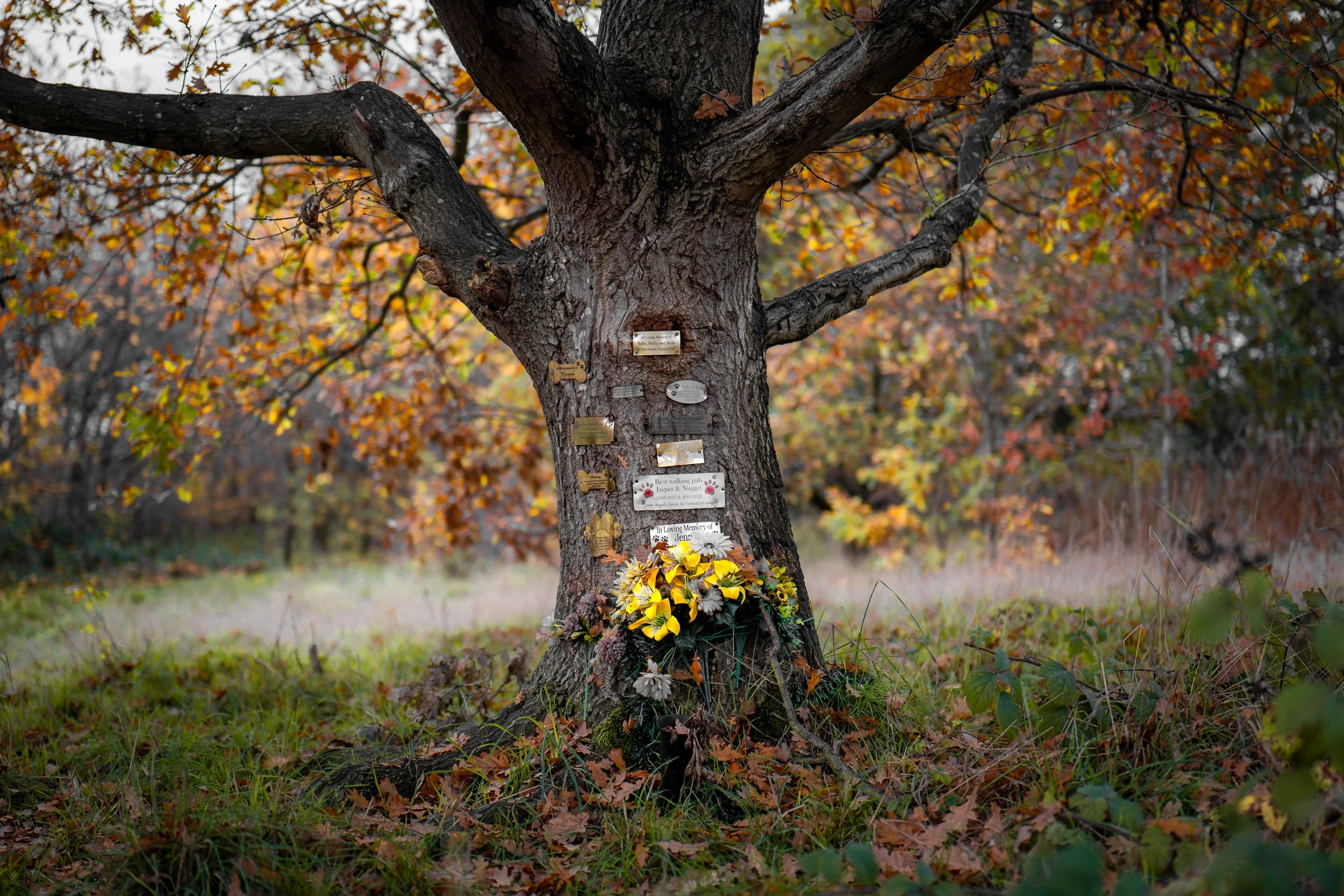 Pet ceme-tree. Woodhouse, Sheffield, South Yorkshire.
