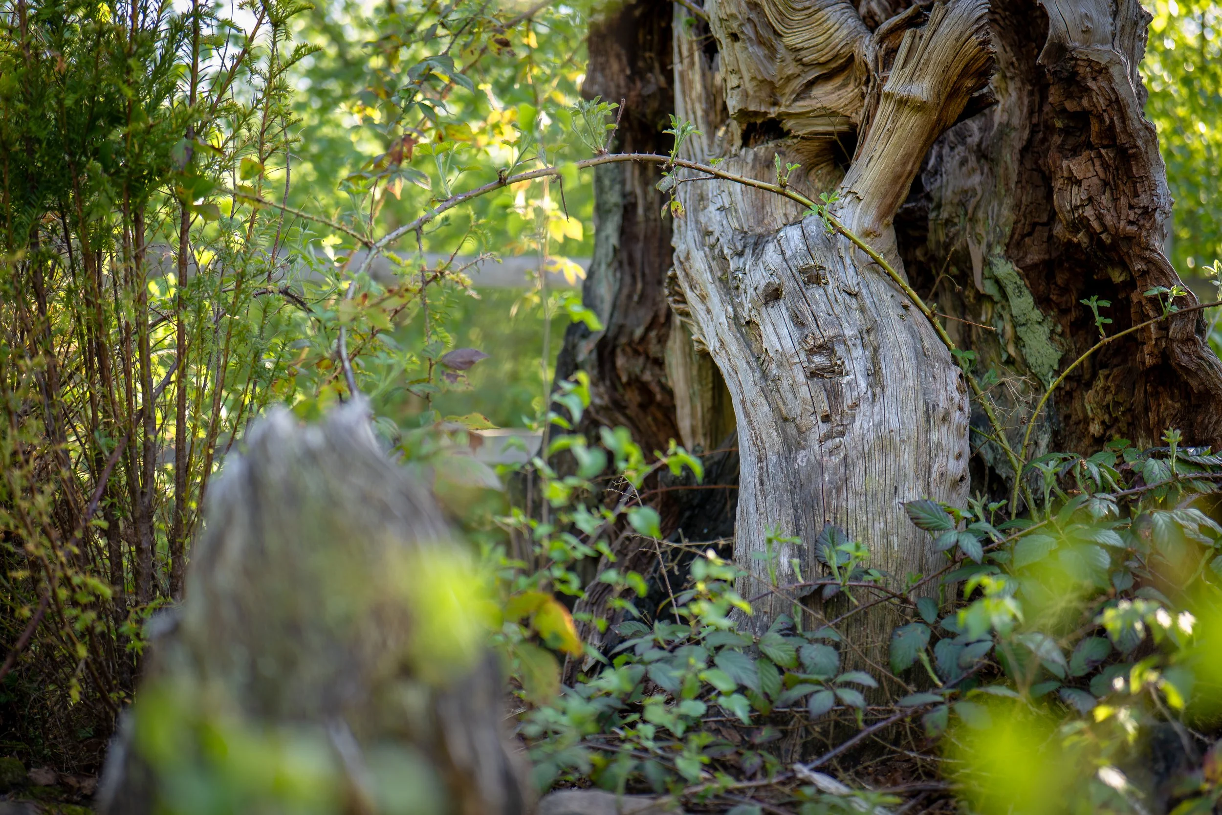 The Betty Kenny tree, the ancient yew believed to have inspired the nursery rhyme 'Rock-a-bye Baby' and sited in a haunted wood. Shining Cliff Woods, Ambergate, Derbyshire.