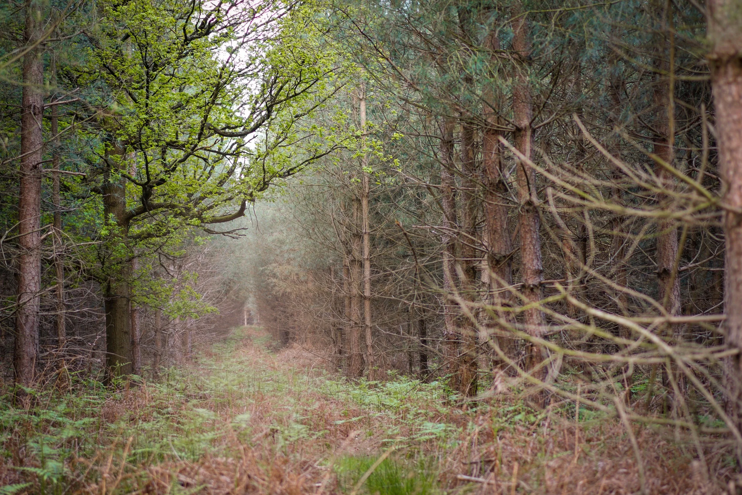 Thetford Forest, Norfolk.
