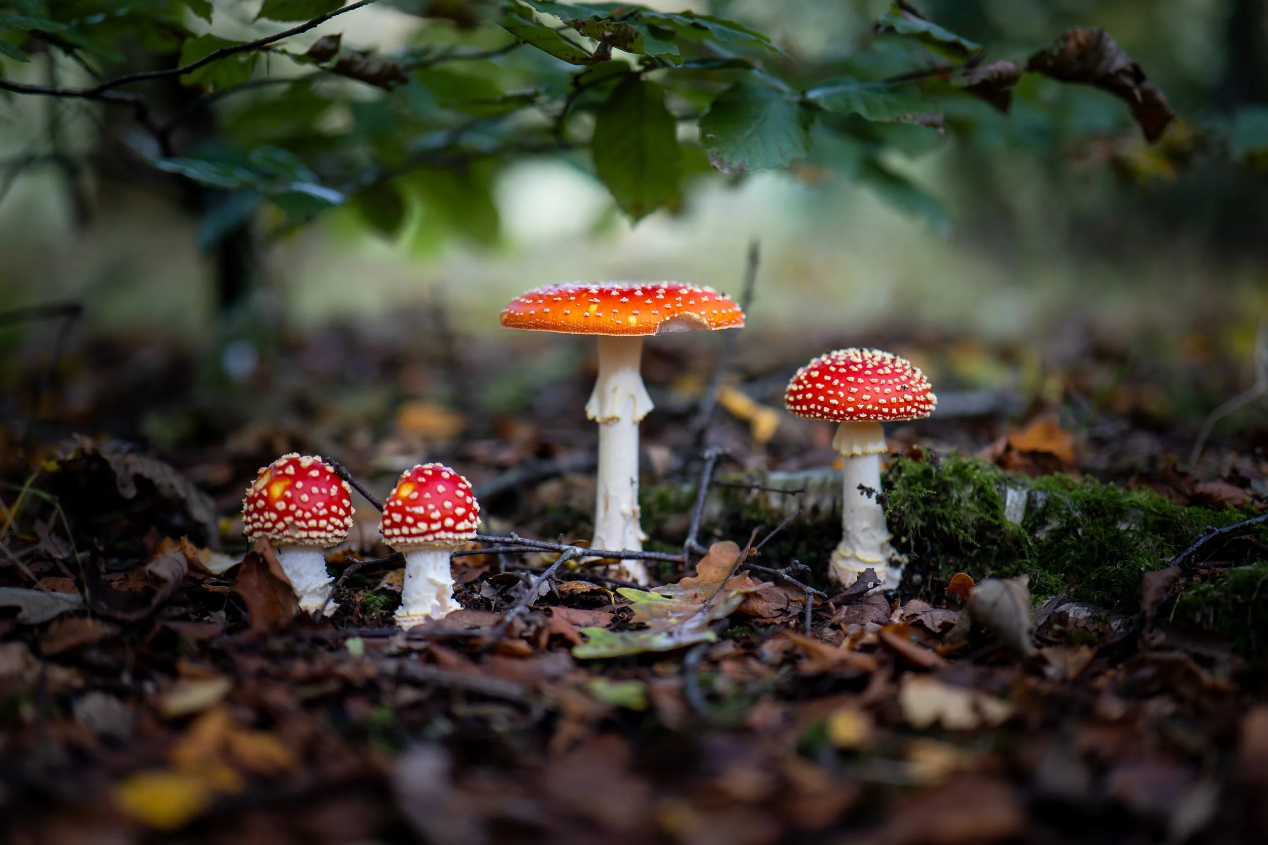 Family portrait. Rivington, Lancashire.