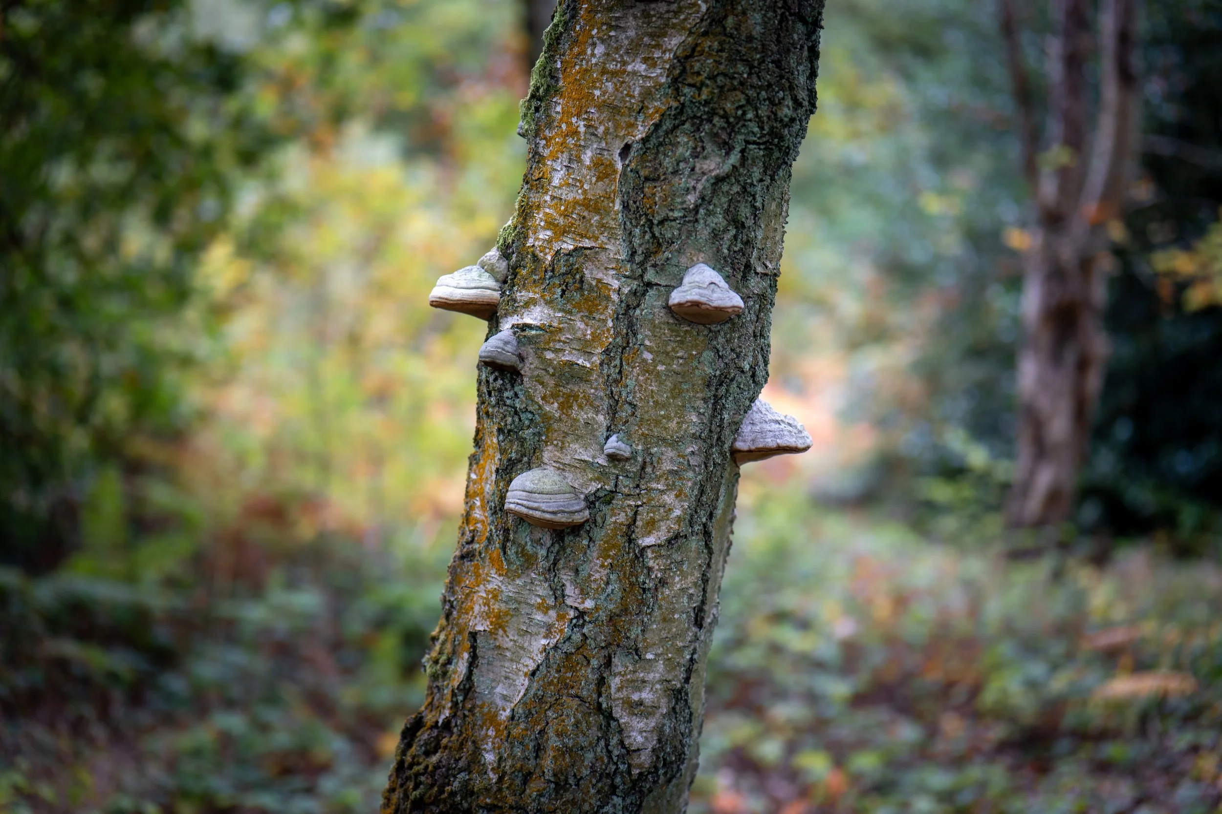 Wharncliffe Woods, Sheffield, South Yorkshire.