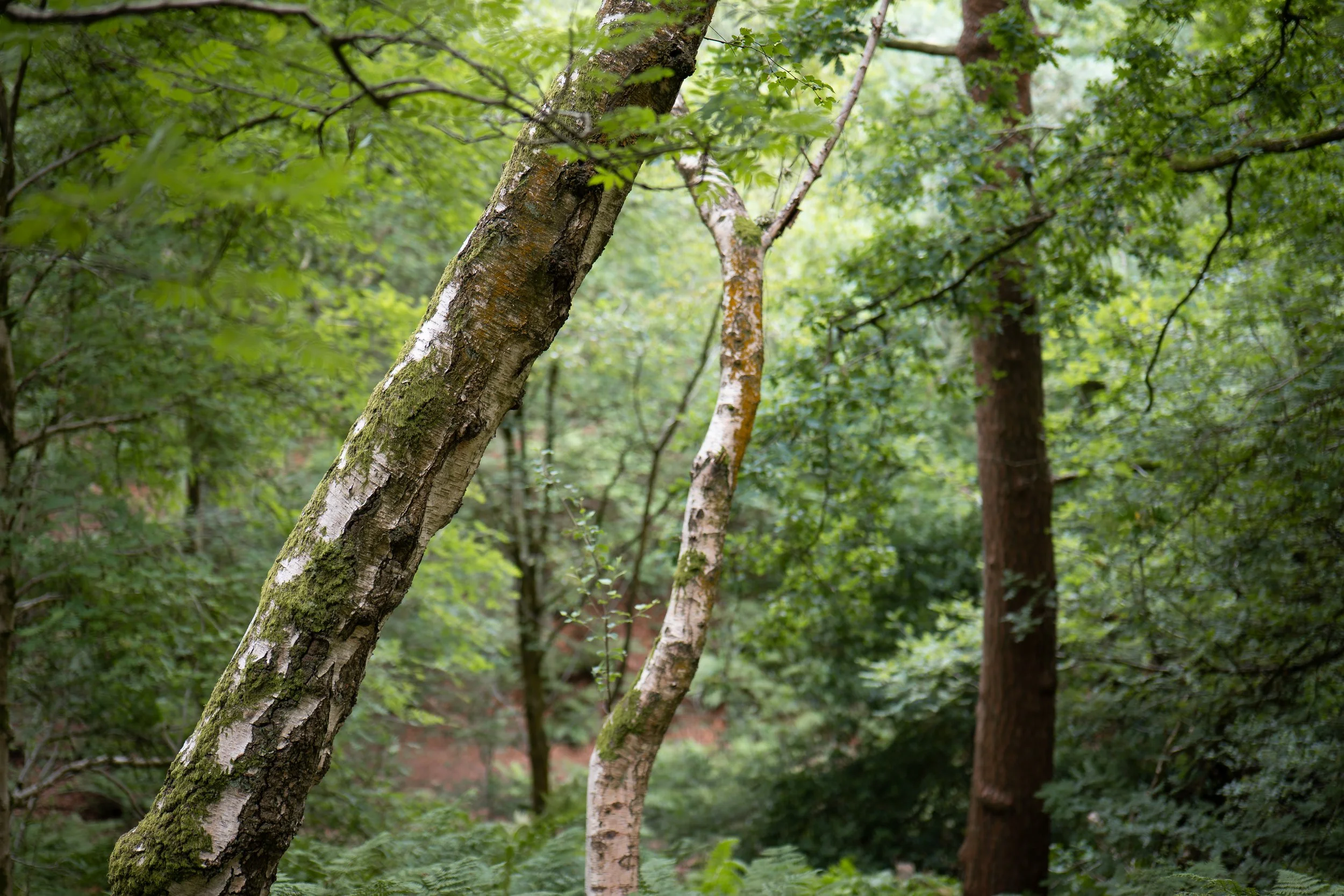 Alderley Edge, Cheshire.