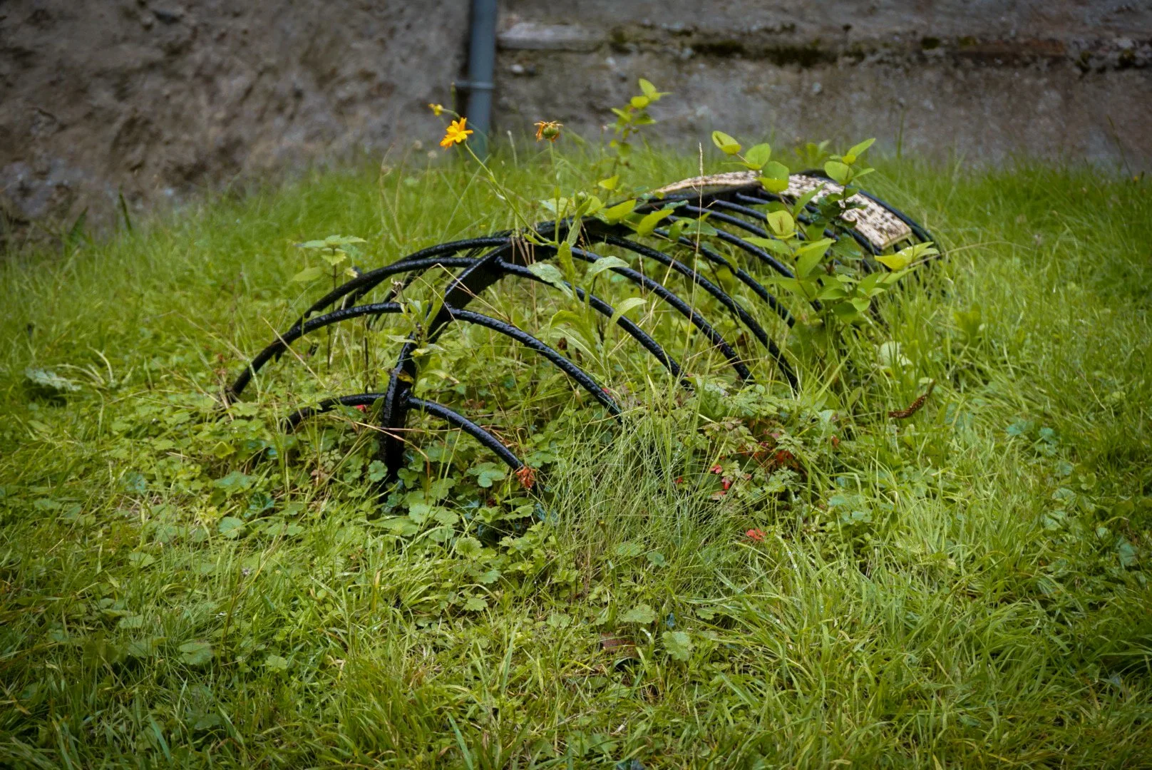 The grave of Sarah Wrench, who died aged 15 in 1848. The iron mortsafe inspired local rumours that she was a witch. St Edmund, Mersea Island, Essex.