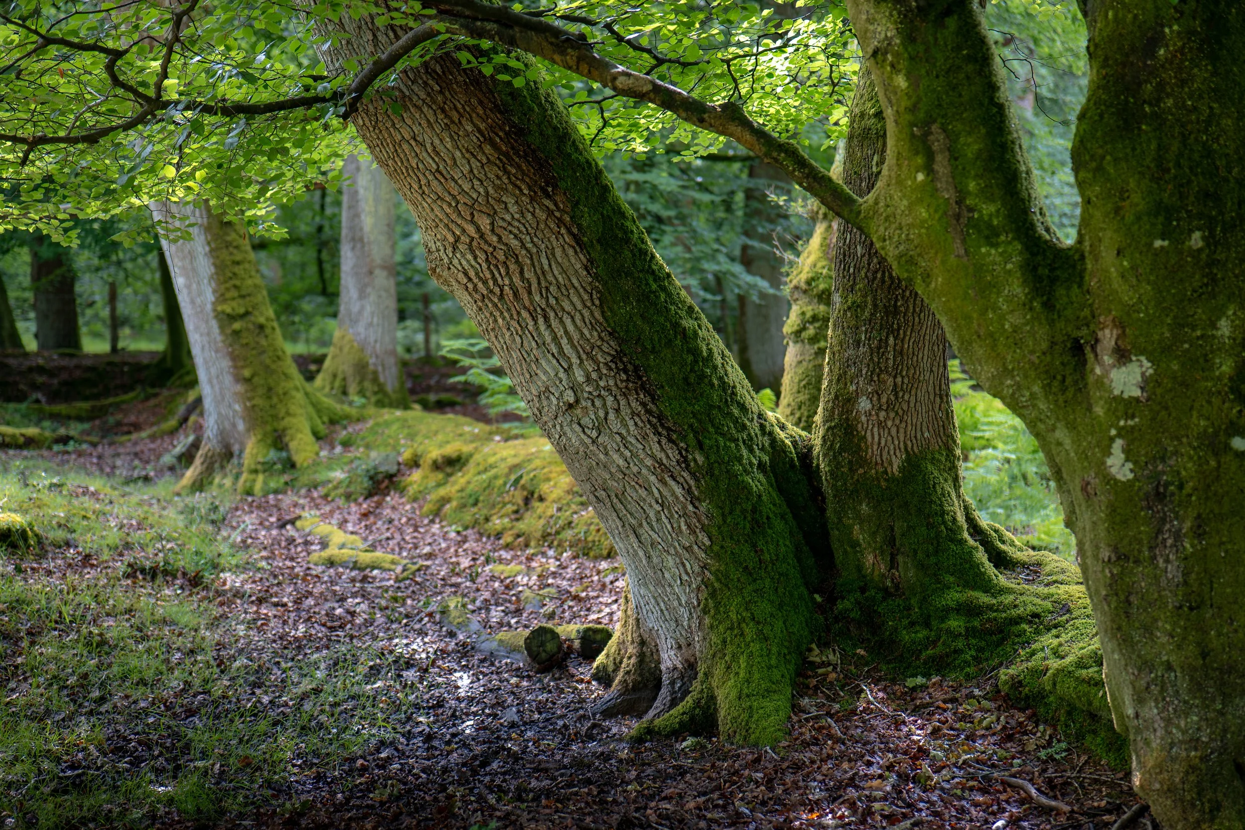 The New Forest, reportedly the meeting place of a group of pagan witches in the early twentieth century, including Wiccan and occultist Gerald Gardner. Hampshire.