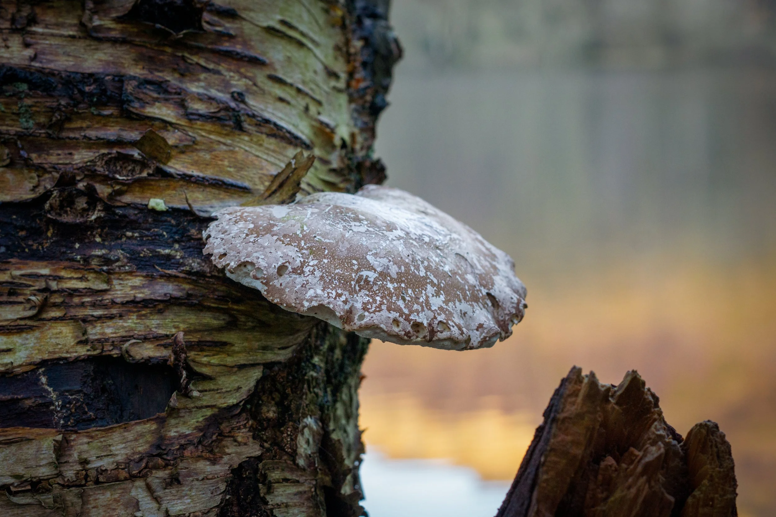 Gormire Lake, North Yorkshire.