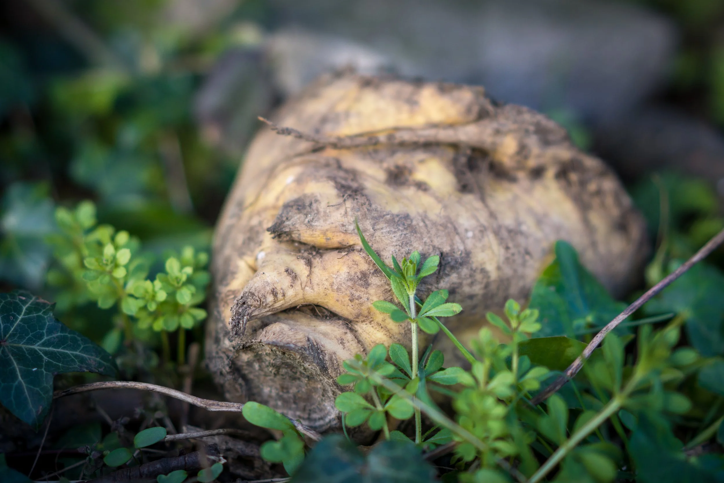 Grimacing sugar beet. Aldborough, North Yorkshire.