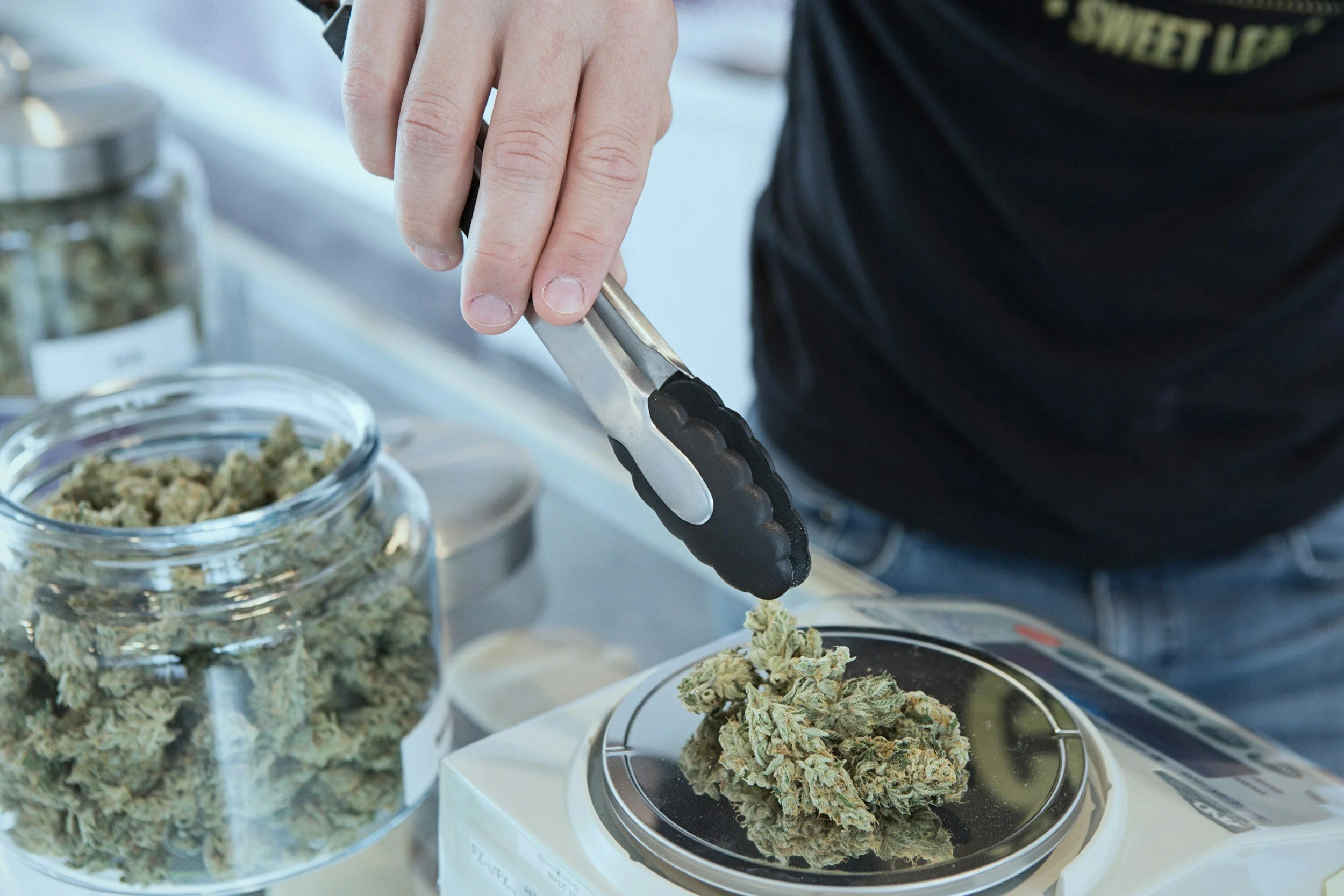A person using tongs to handle cannabis buds at a dispensary or grow operation, with more cannabis buds in containers and on scales nearby.