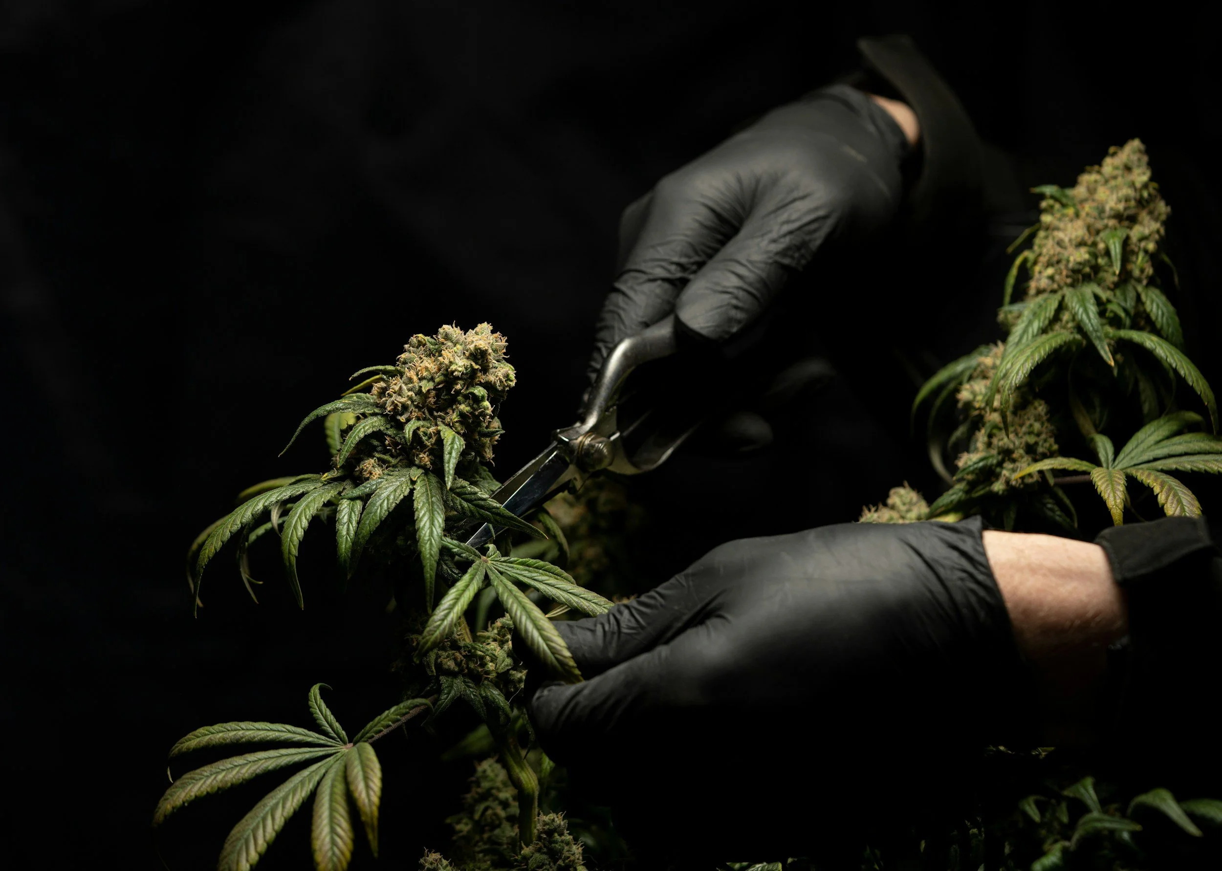 Person wearing black gloves handling cannabis buds with gardening tools in a dark setting.