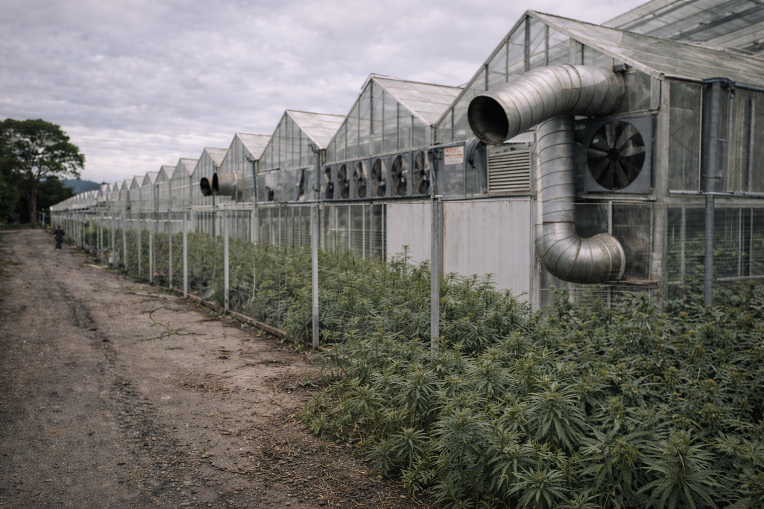Santa Barbara Odor Rules Put Cultivation Licenses at Risk