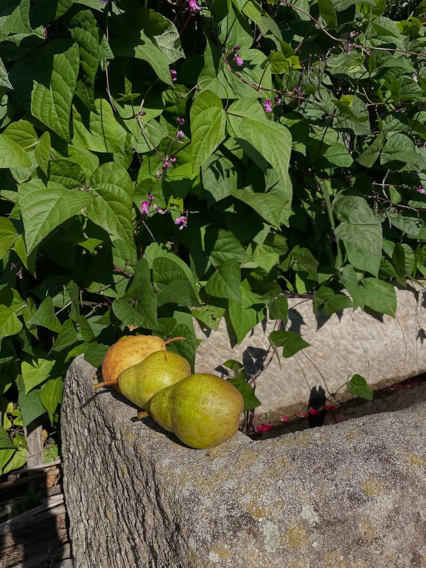 Erntezeit- f&uuml;r uns und unsere G&auml;ste. In den Hochbeeten sprie&szlig;en die Kr&auml;uter, Bohnen wachsen in den Himmel, Zucchini schl&auml;ngeln sich &uuml;ber den Boden und es ist einfach herrlich!
#bauerngarten #erntezeit #ferienwohnungen #