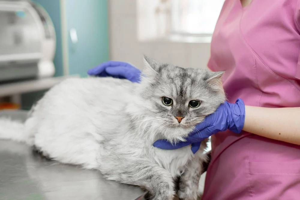 Katt som blir undersøkt av en veterinær