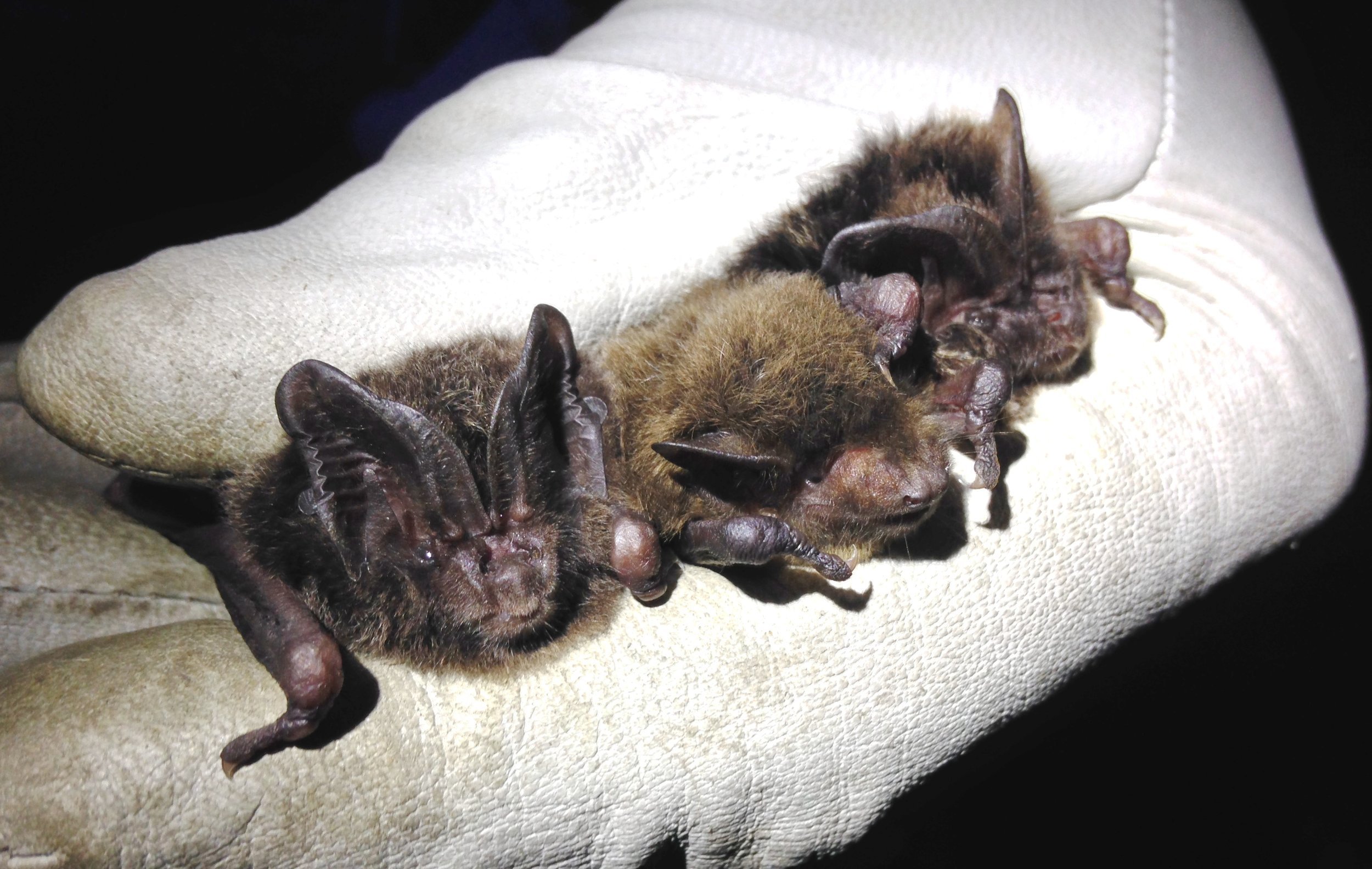 Two barbastelle Barbastella barbastellus and a Nathusius’ pipistrelle Pipistrellus nathusii caught temporarily on an advanced licence bat survey (photo by Matt Cook)