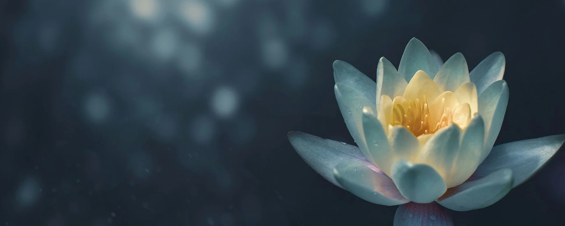 A close-up of a white and yellow water lily floating on dark water with a blurred background.Next Chapter Psychology Website homepage.
