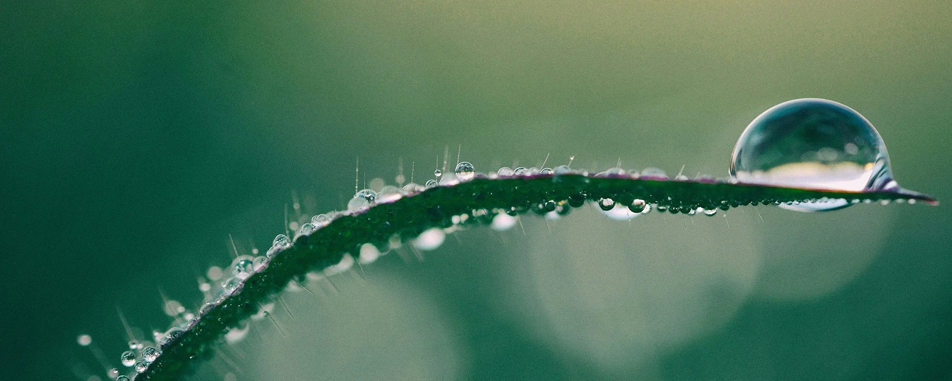 Close-up of a green leaf with water droplets, including a large droplet reflecting the surroundings, on a blurry green background. Next Chapter Psychology Website homepage.