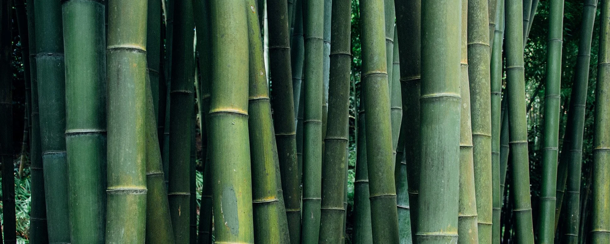 Close-up of tall green bamboo stalks in a bamboo forest. Next Chapter Psychology Website homepage.